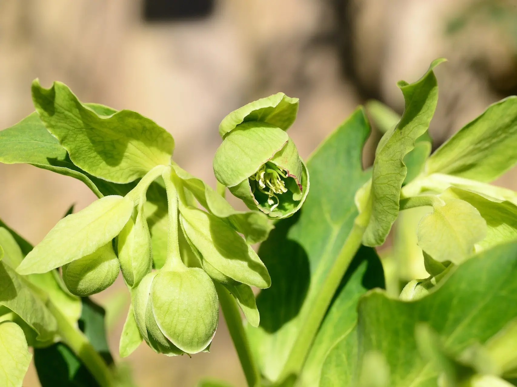 Hellebore