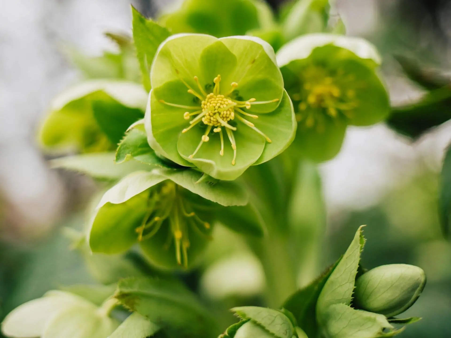 Hellebore