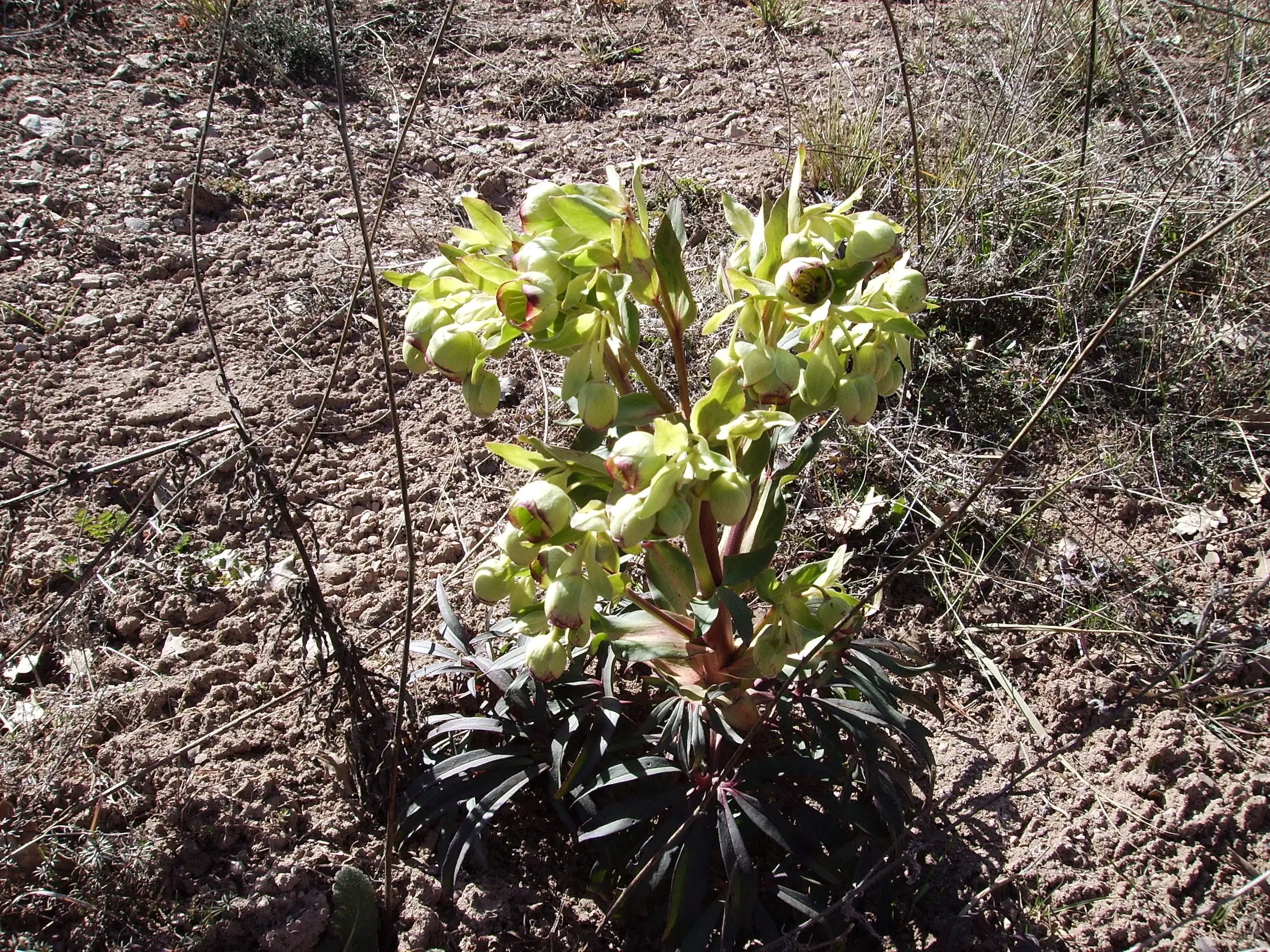 Hellebore