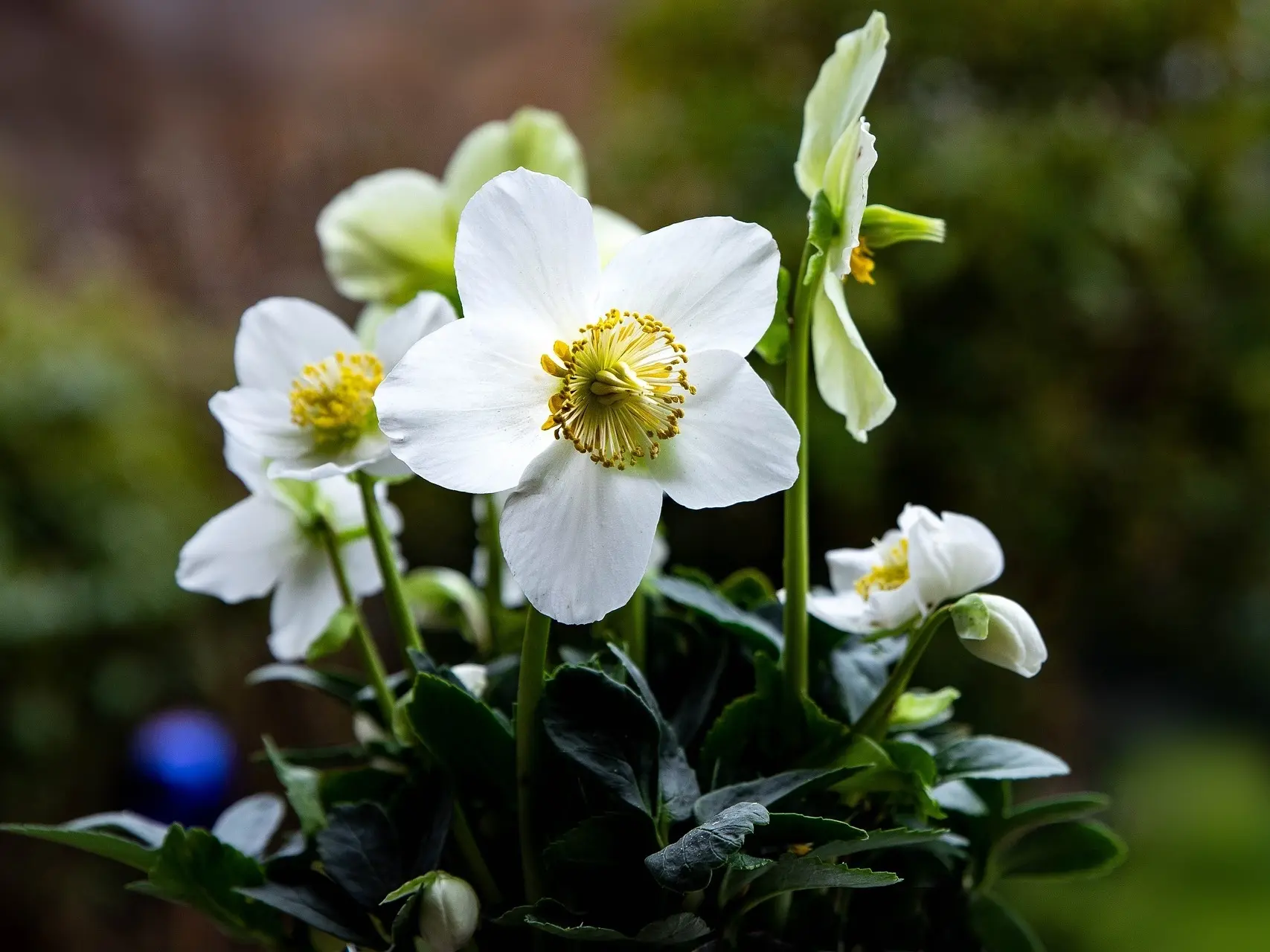 Christmas Rose