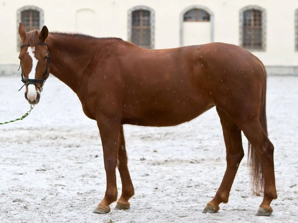 Hessen Horse