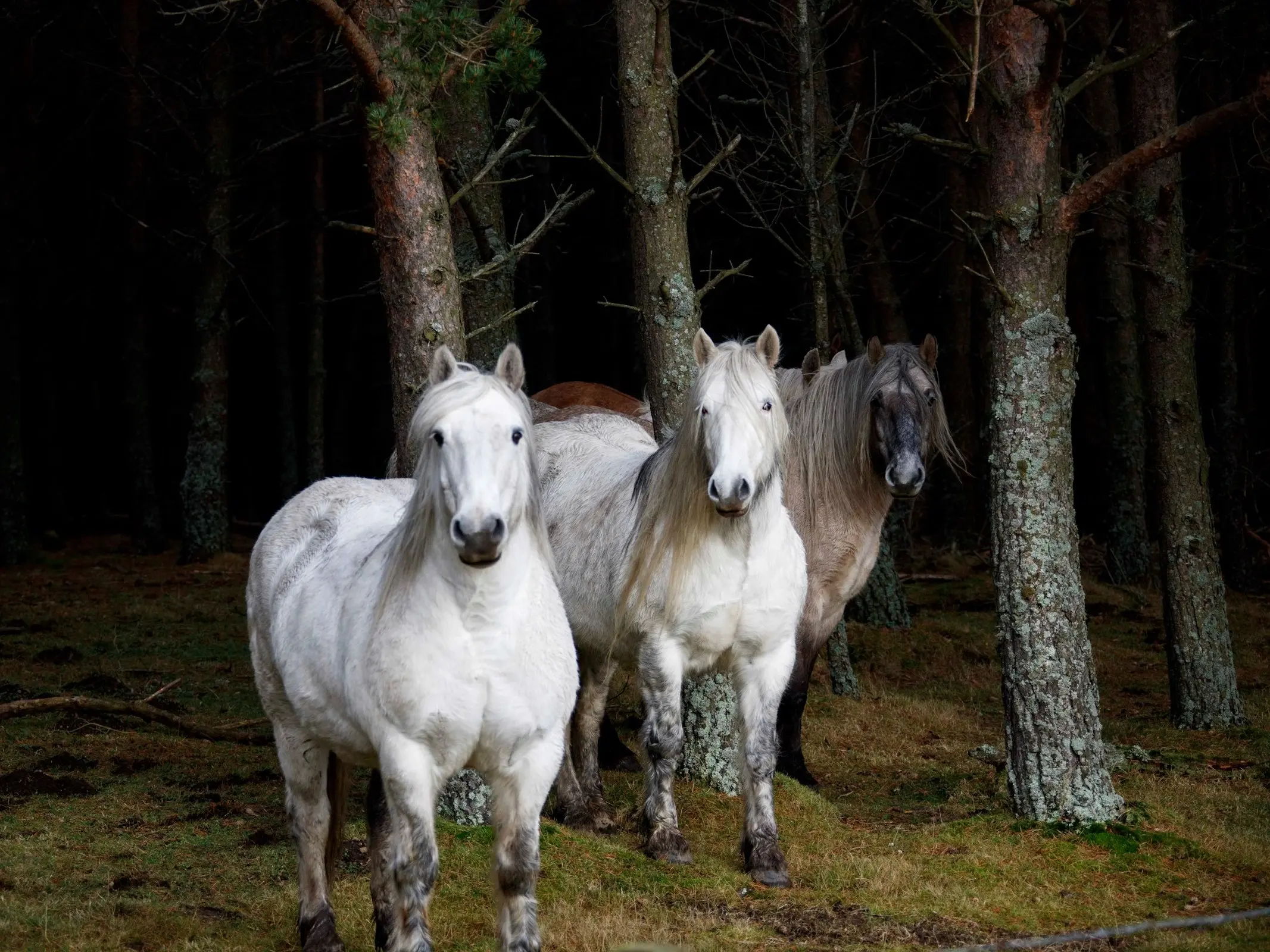 Highland Pony