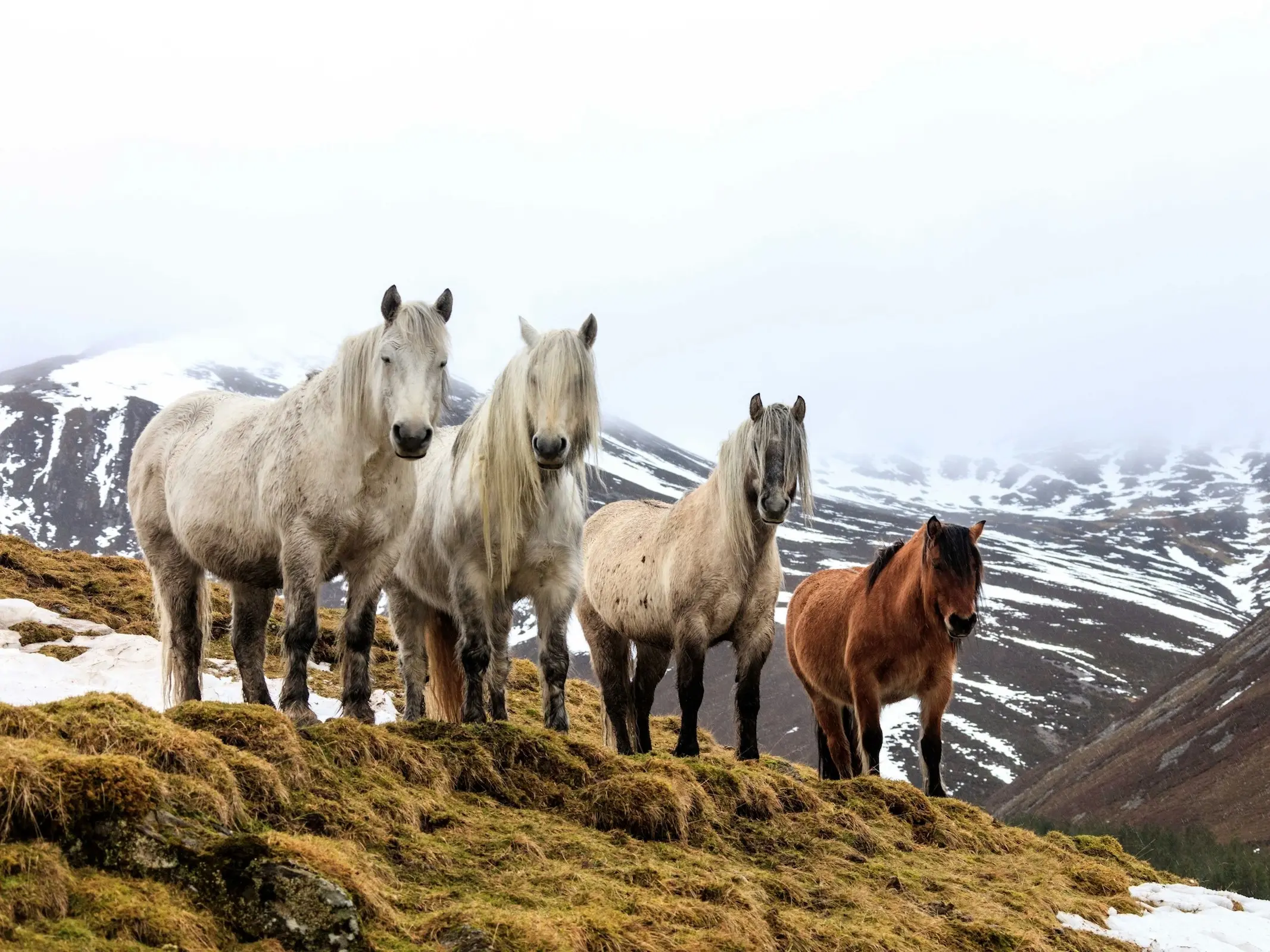 Highland Pony