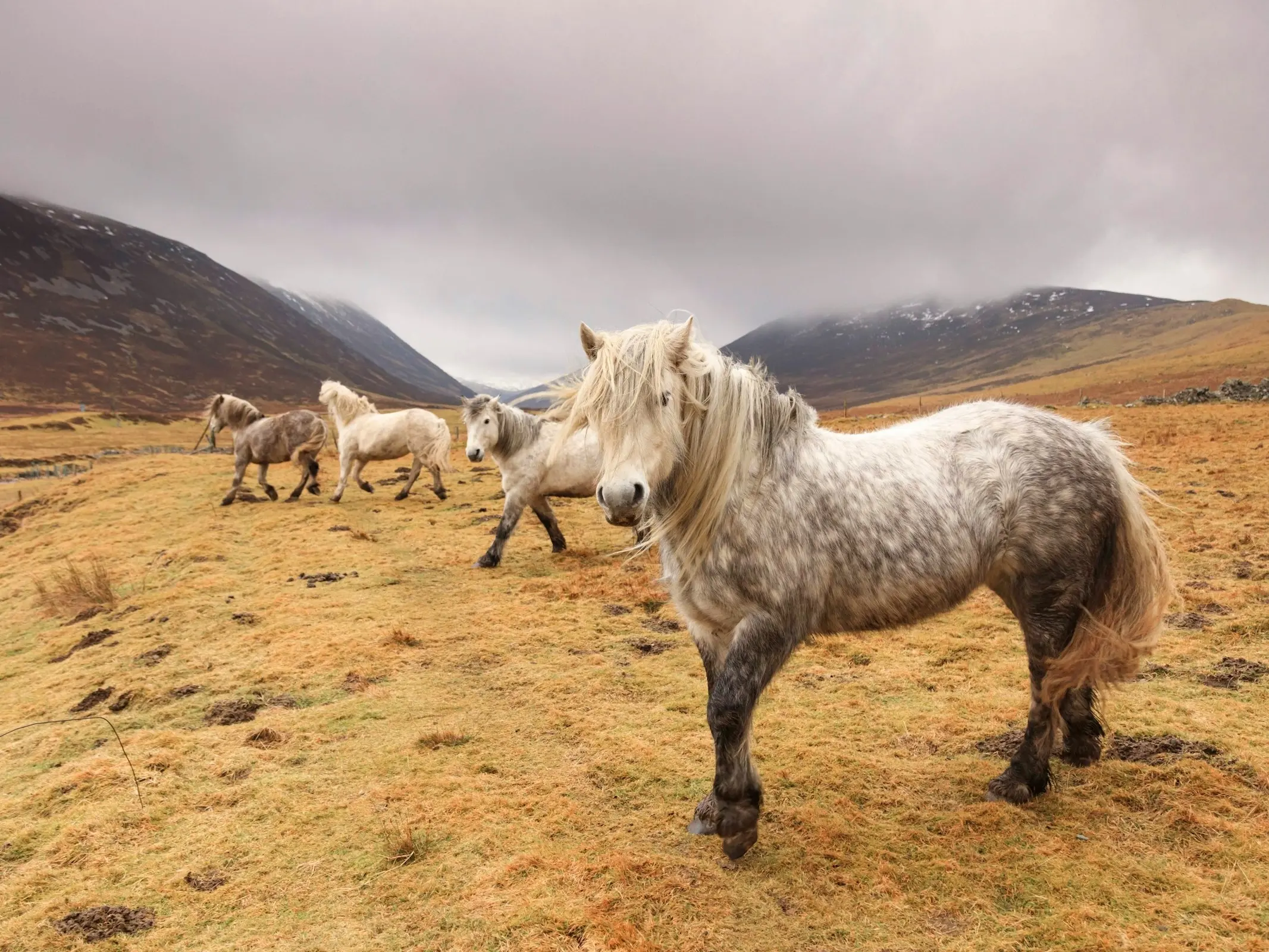 Highland Pony