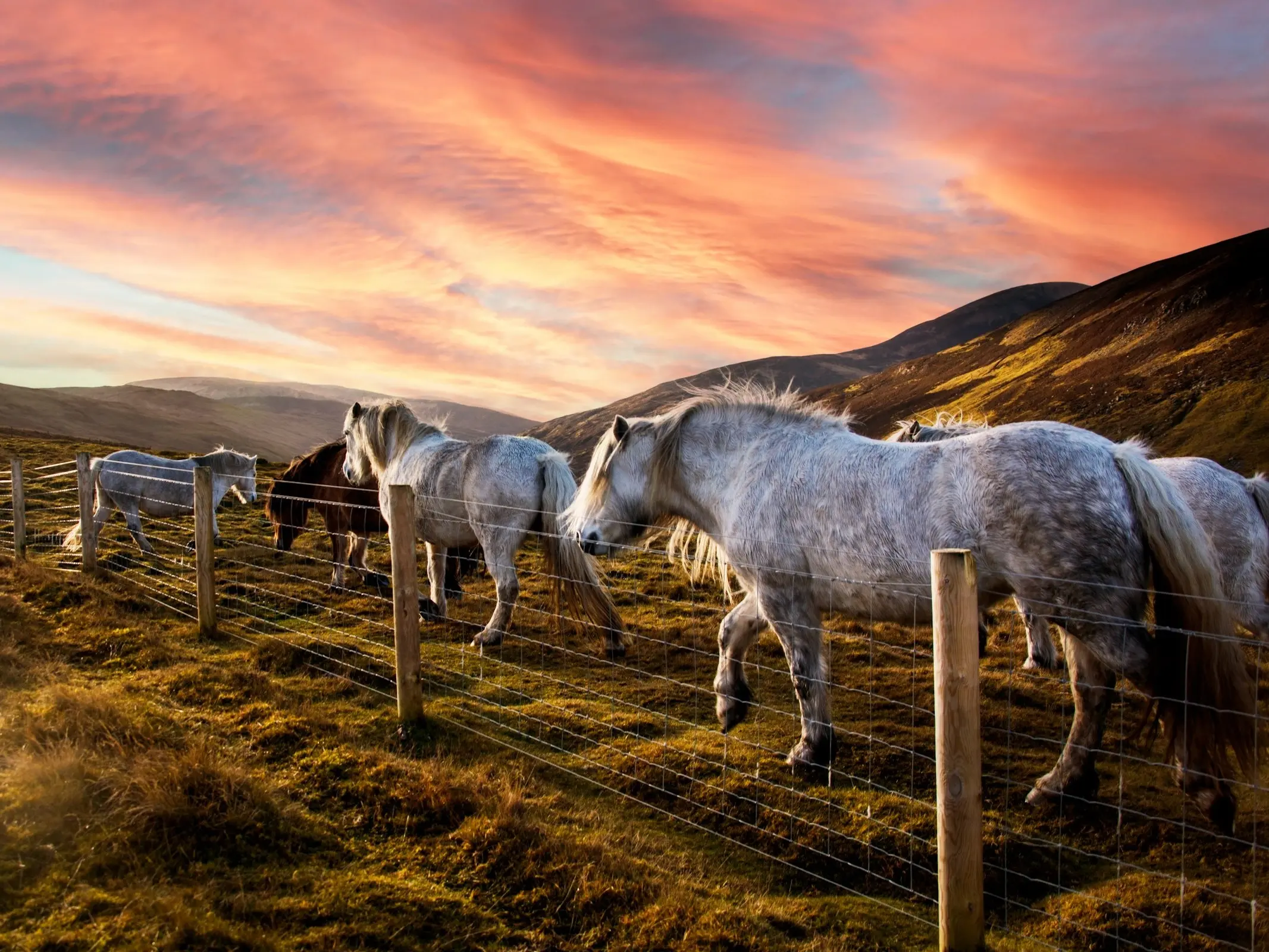 Highland Pony