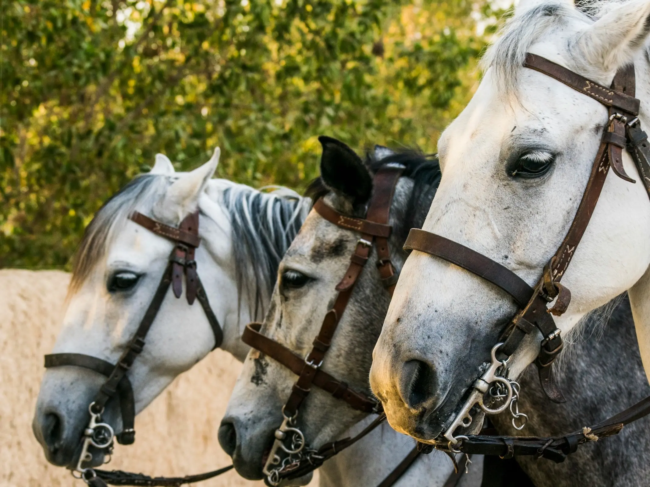 Hirzai Horse