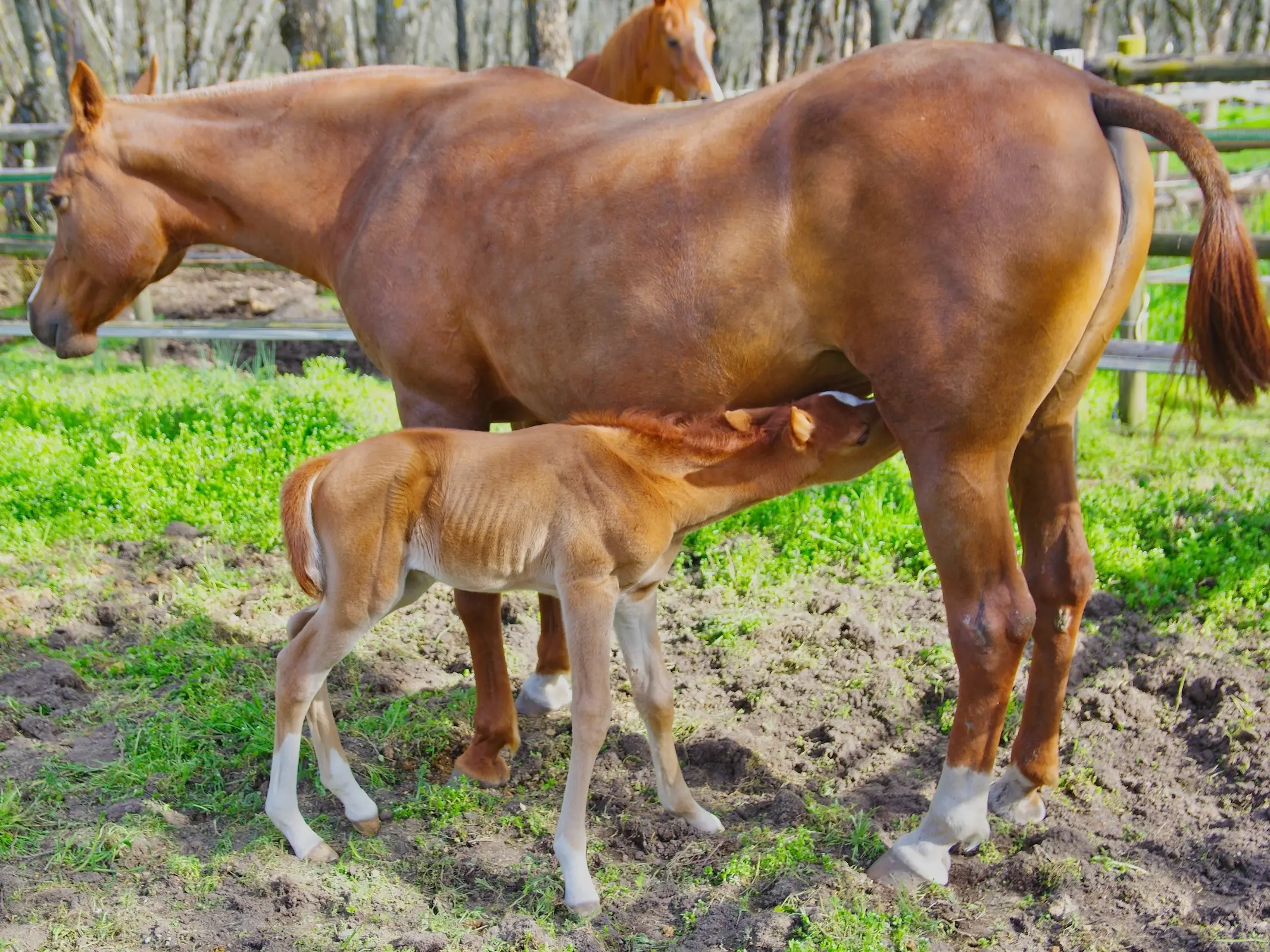 Hispano-Árabe Horse