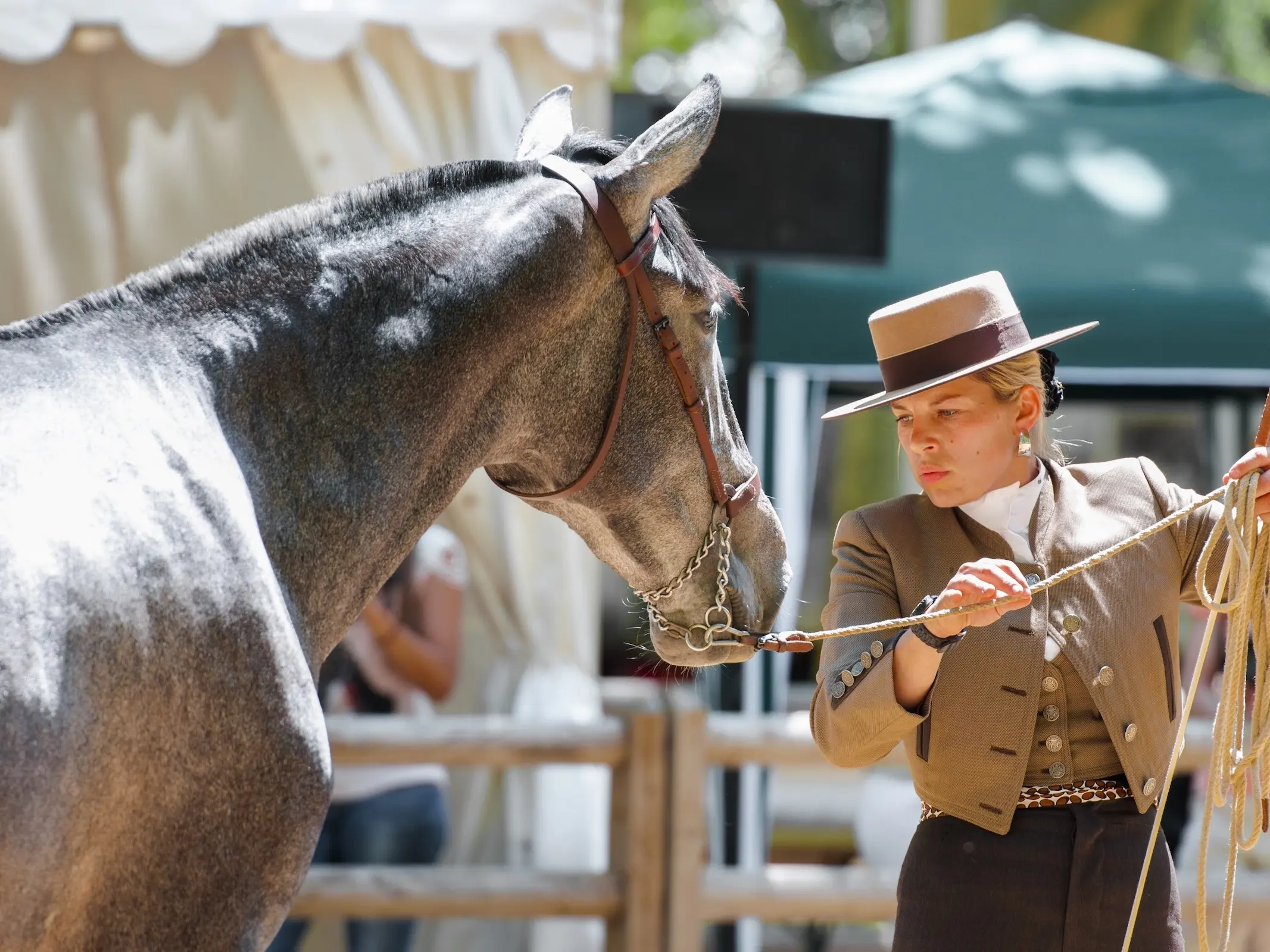 Hispano Arabe Horse