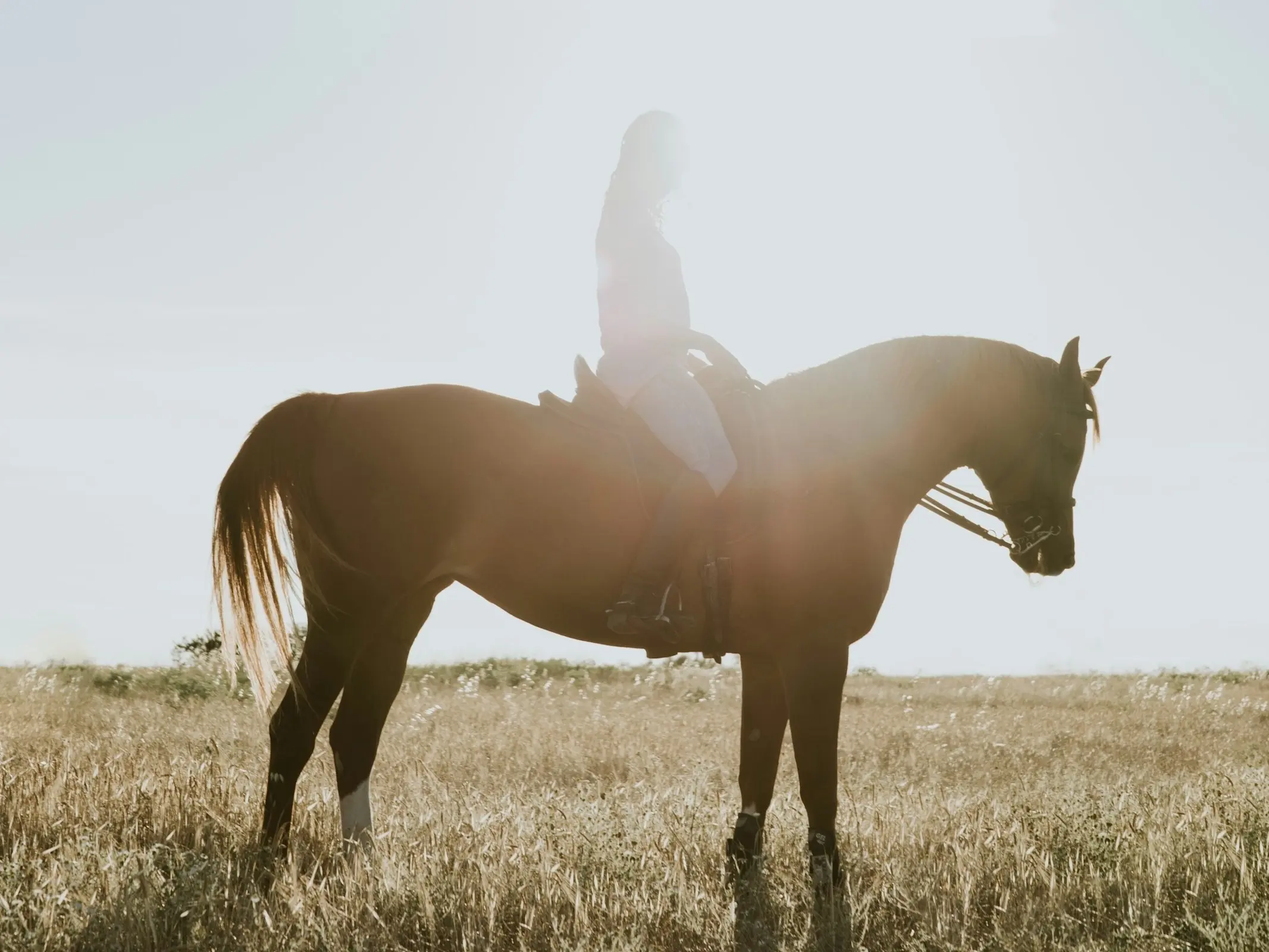 Hispano-Árabe Horse