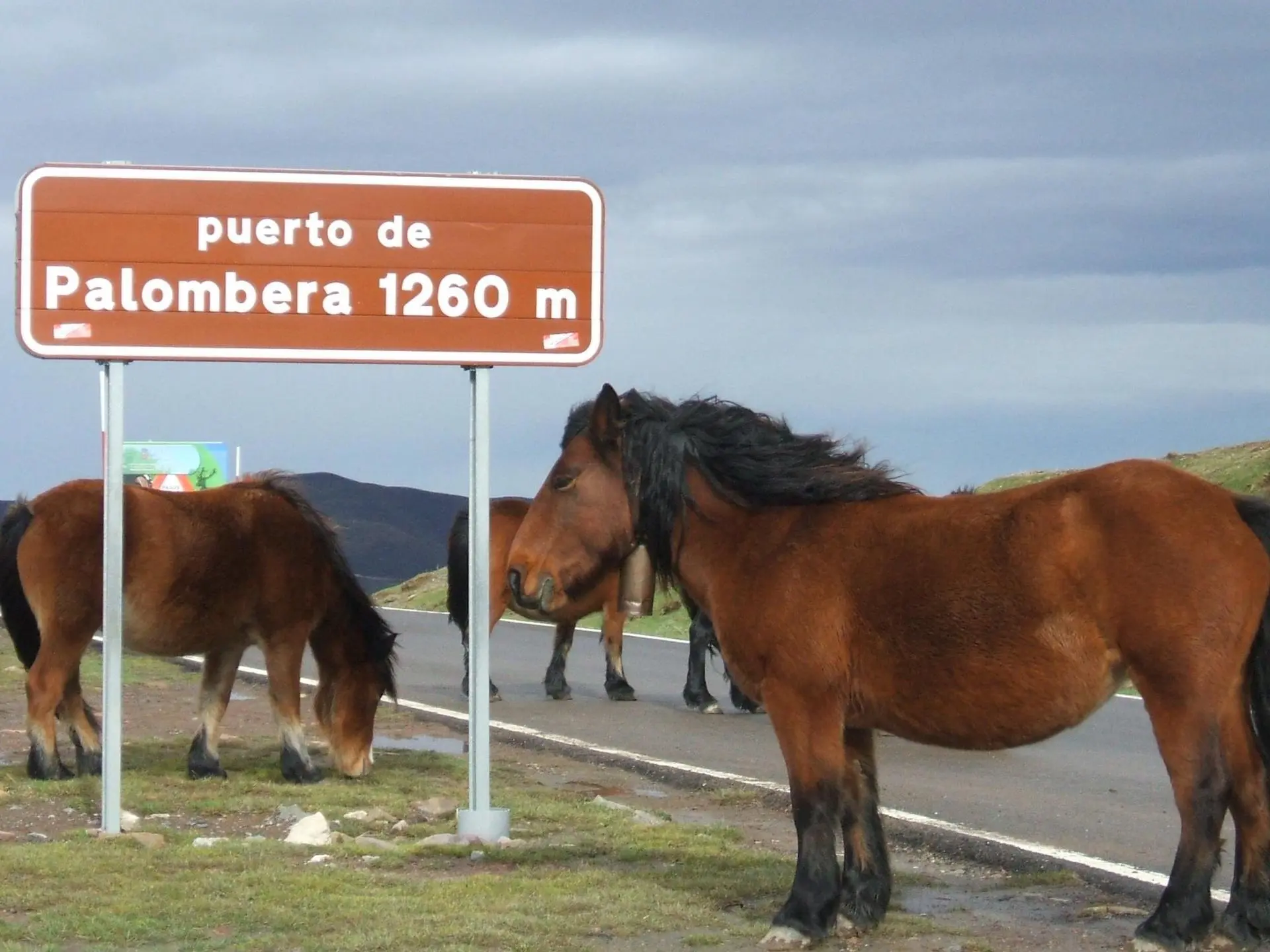 Hispano-Bretón Horse