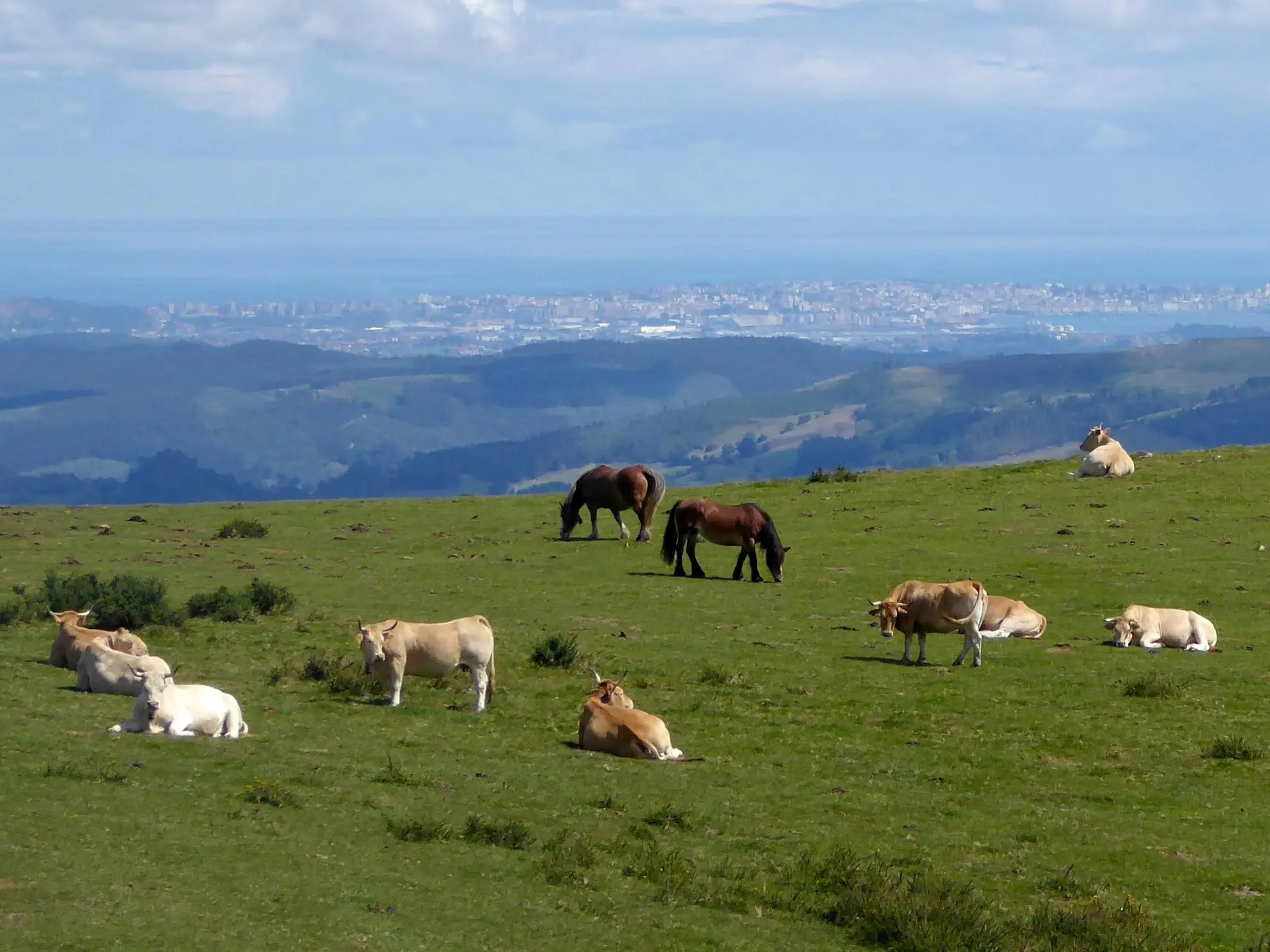 Hispano-Bretón Horse