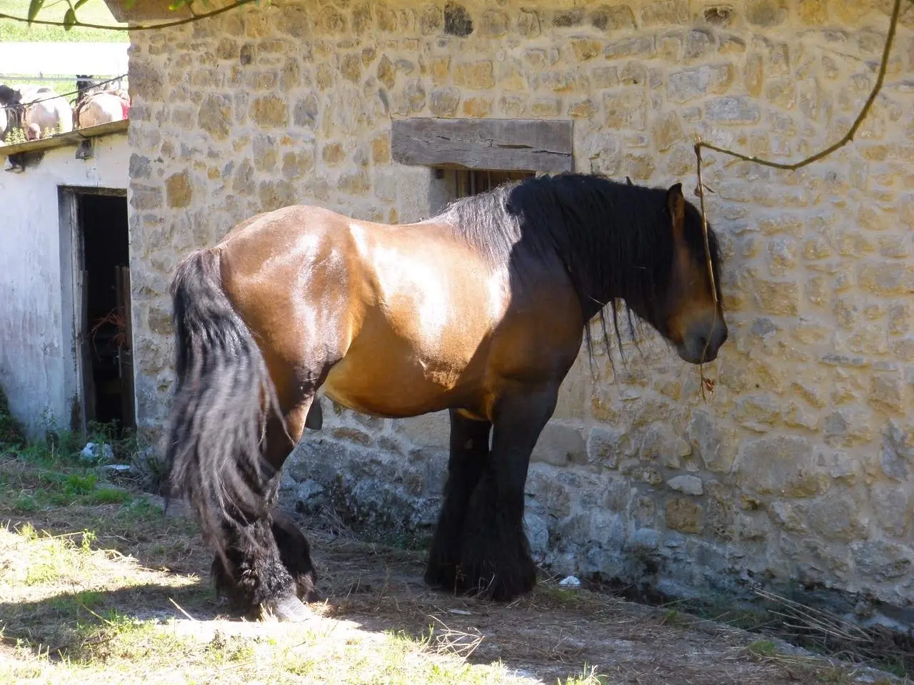 Hispano-Bretón Horse