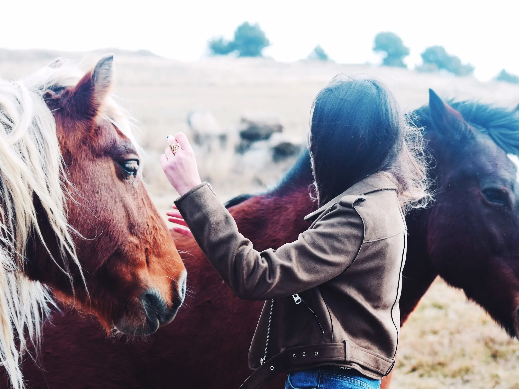 Hispano-Bretón Horse