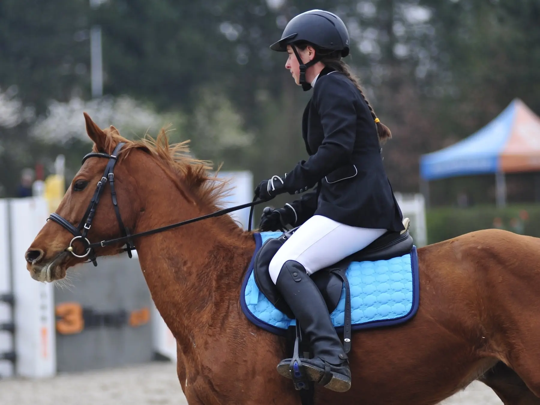 Horse jumping a fence