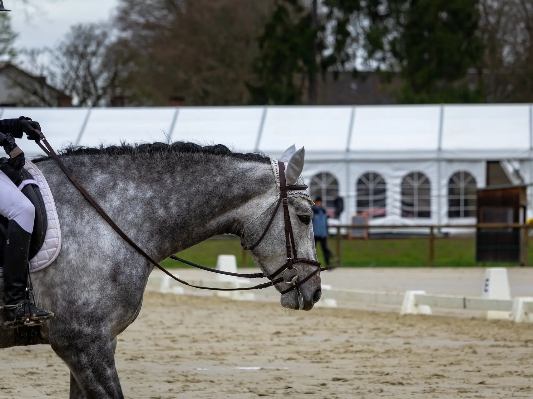 Horse jumping a fence