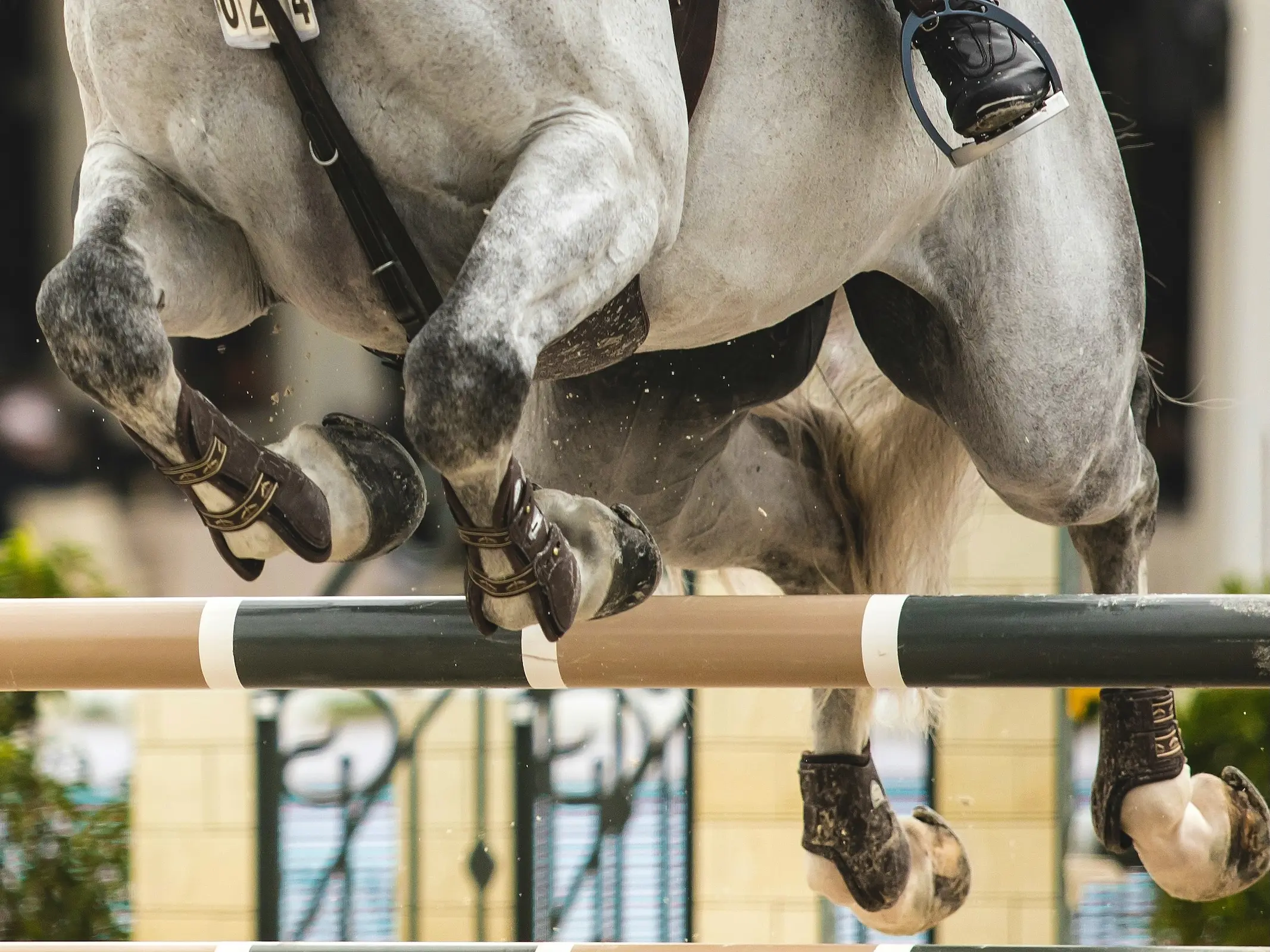 Horse jumping a fence