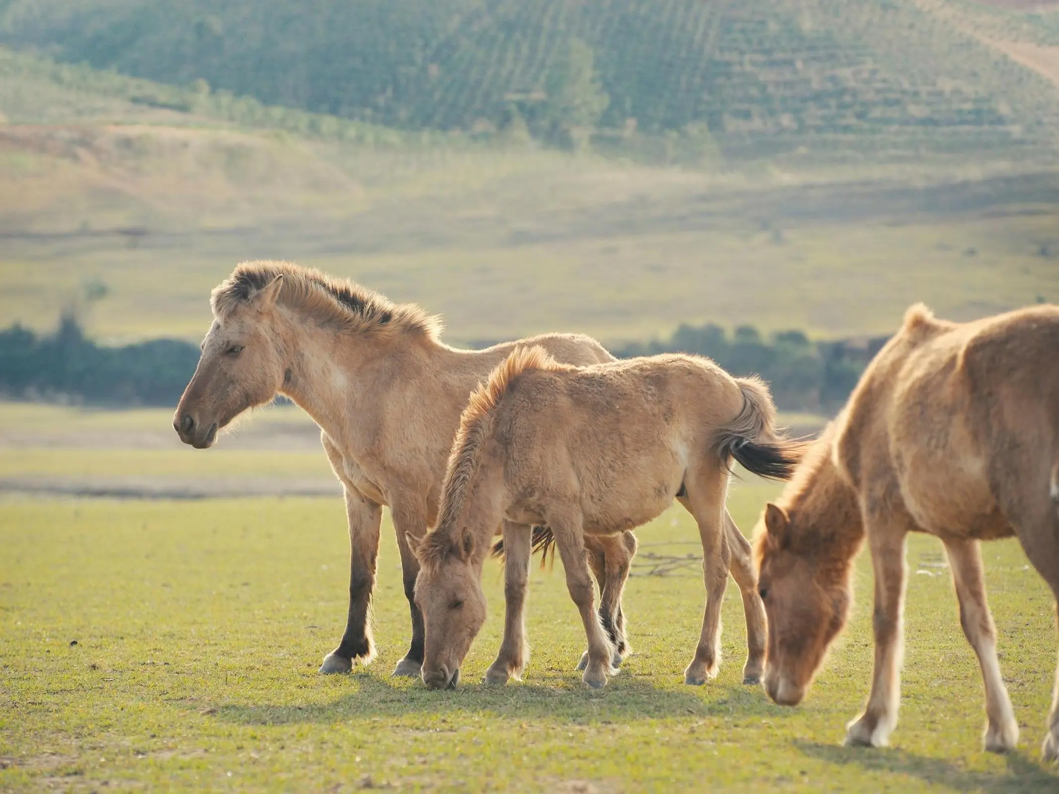 Hmong Horse