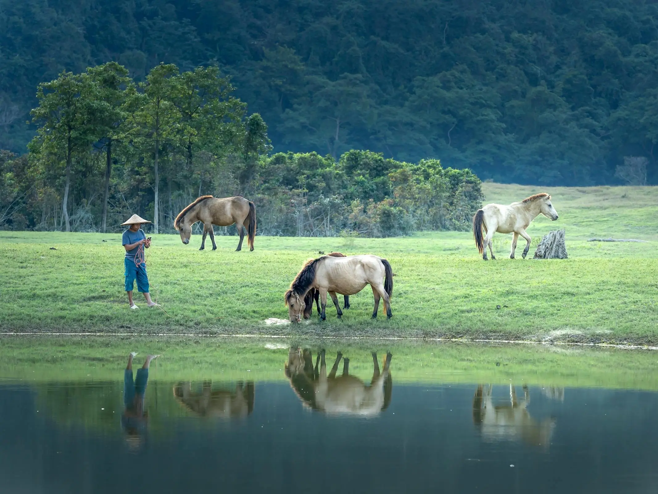 Hmong Horse