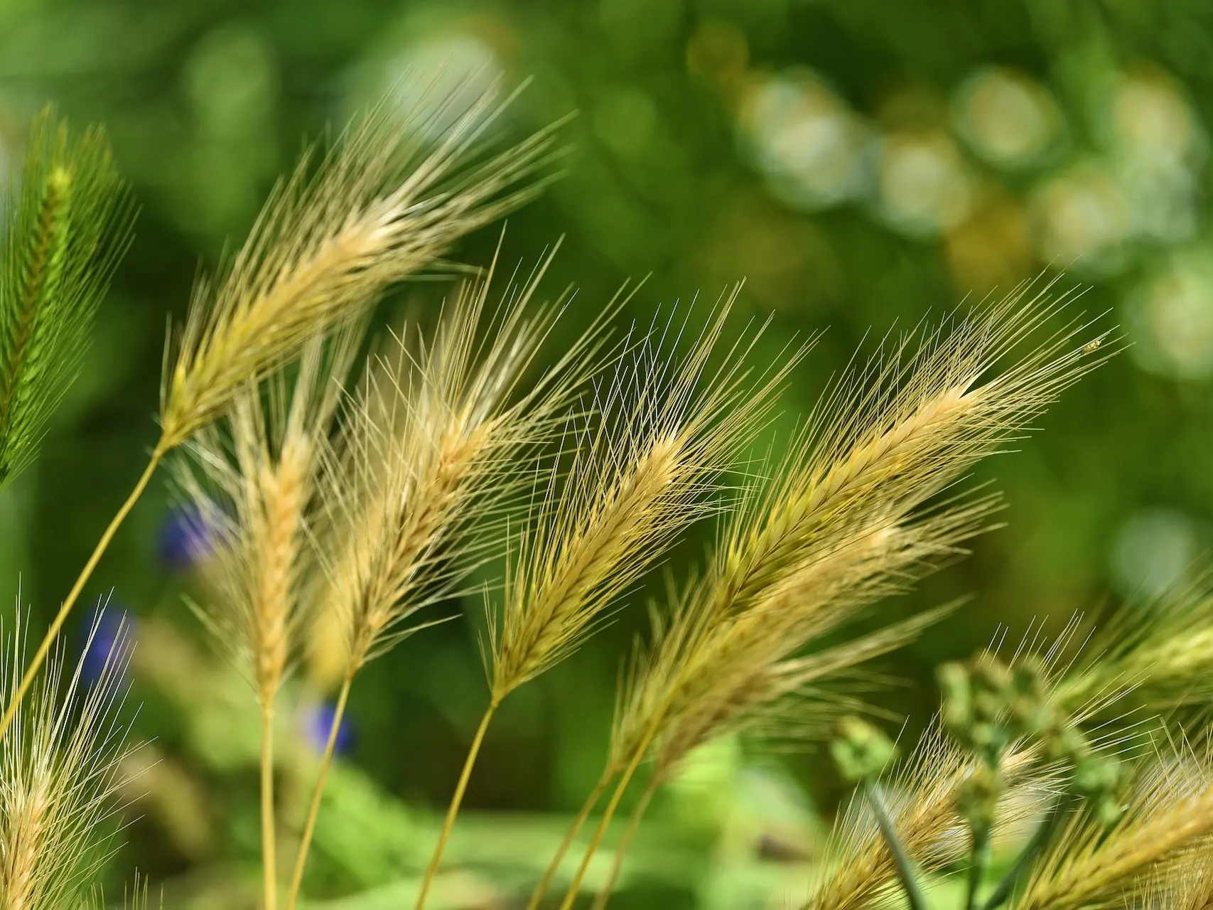 Foxtail Awns