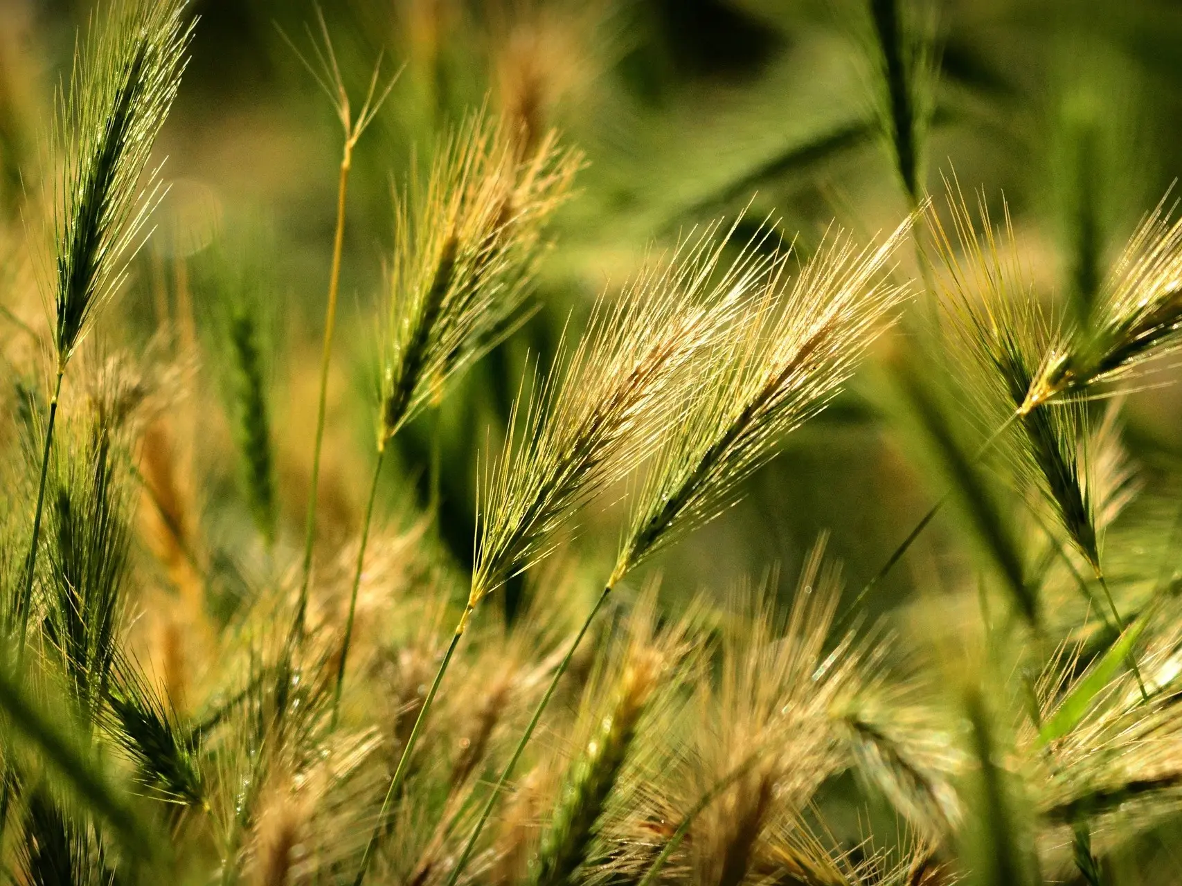 Foxtail Awns