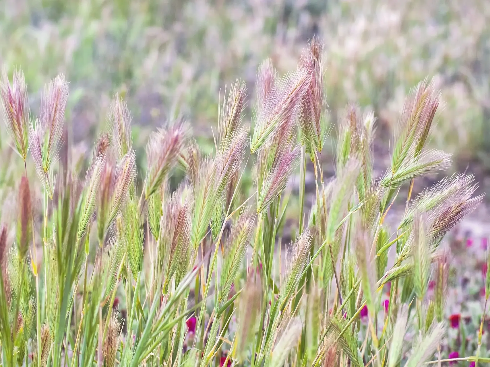 Foxtail Awns