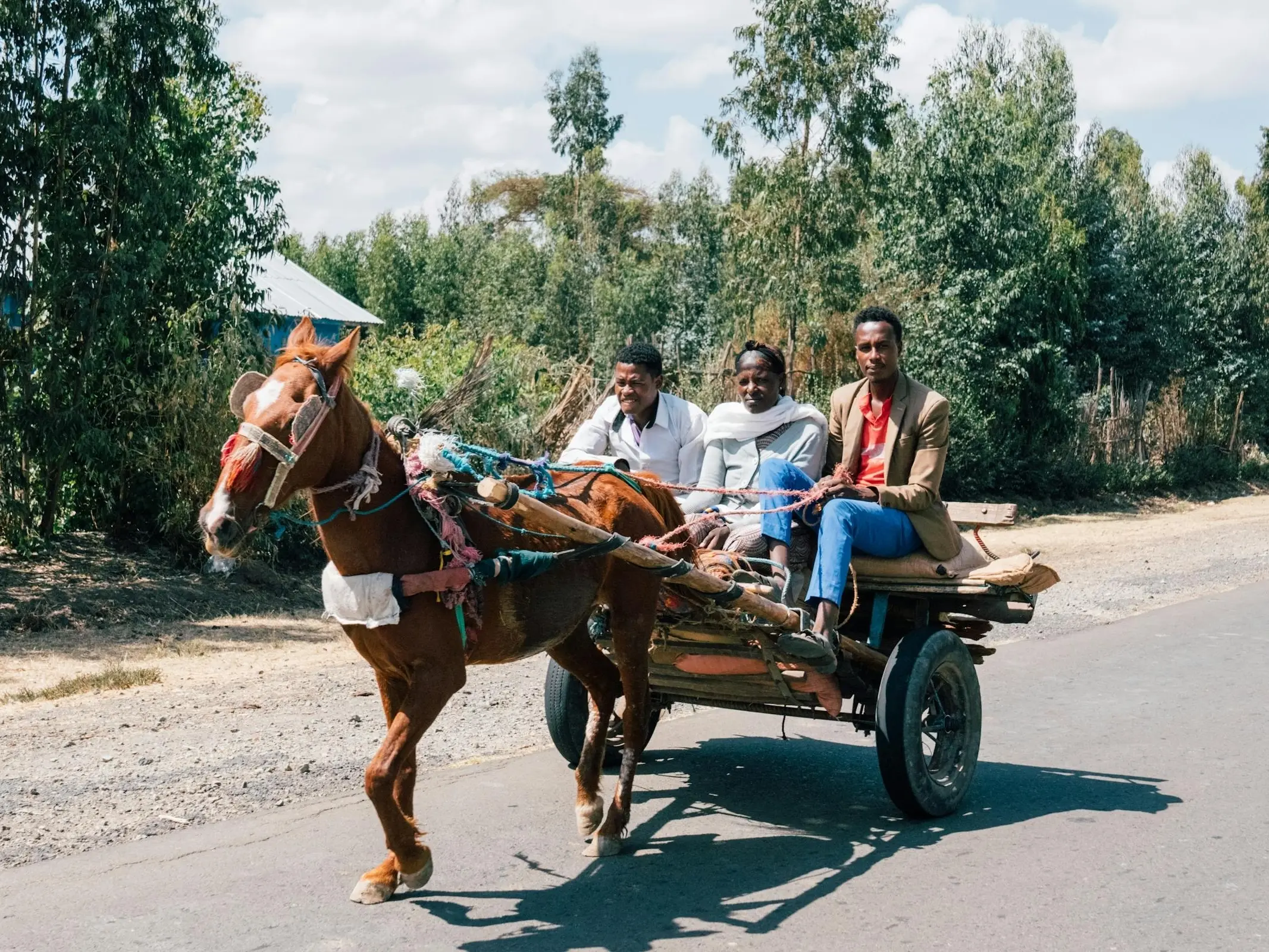Horro Horse