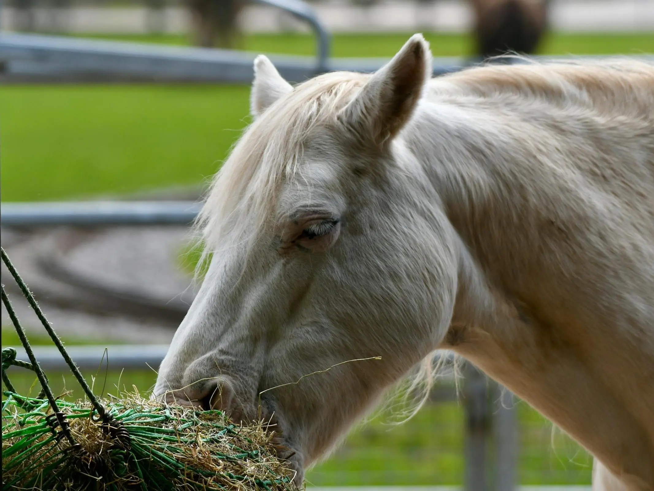 Horse eating hay