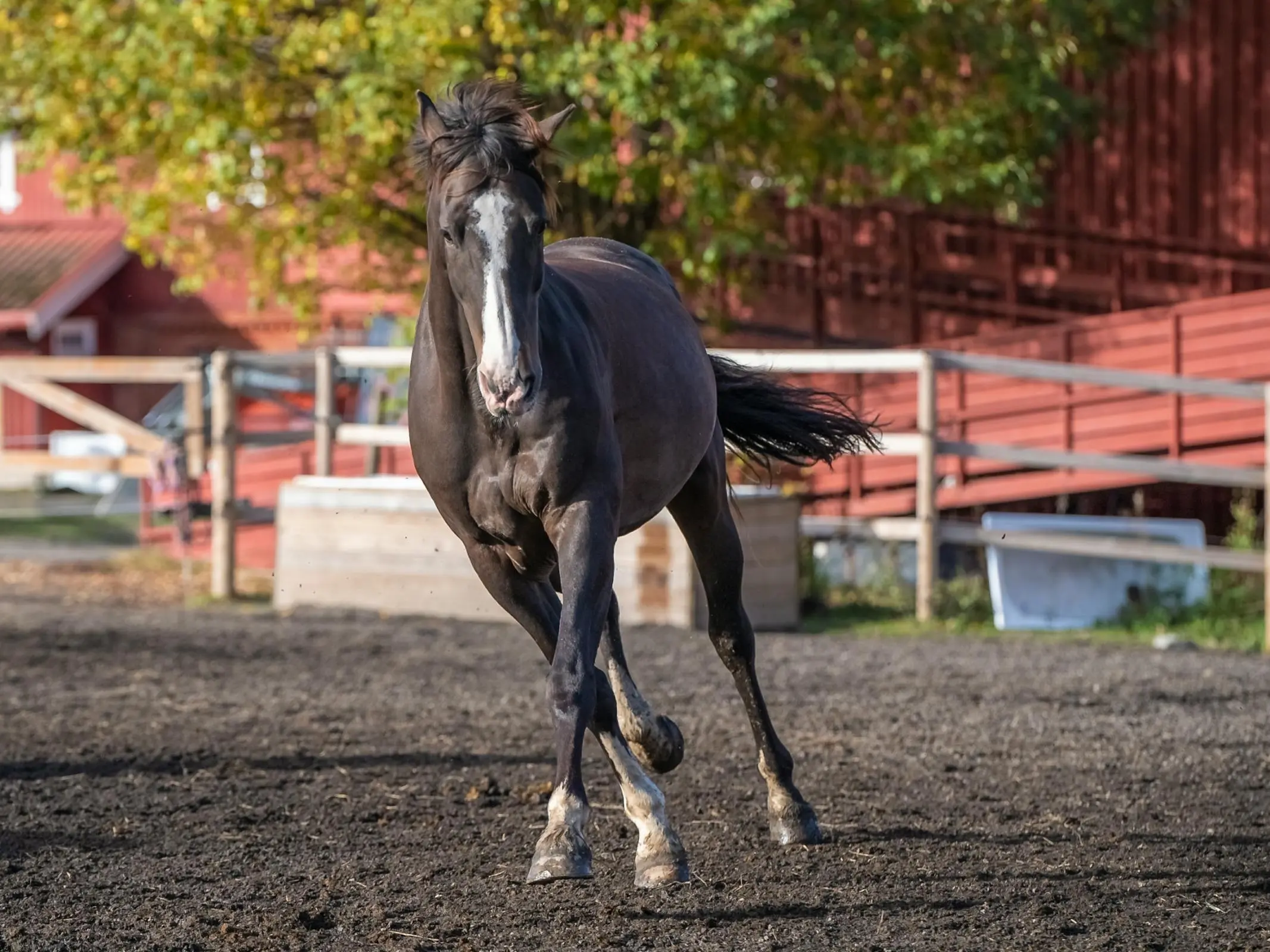 Horse Exercising