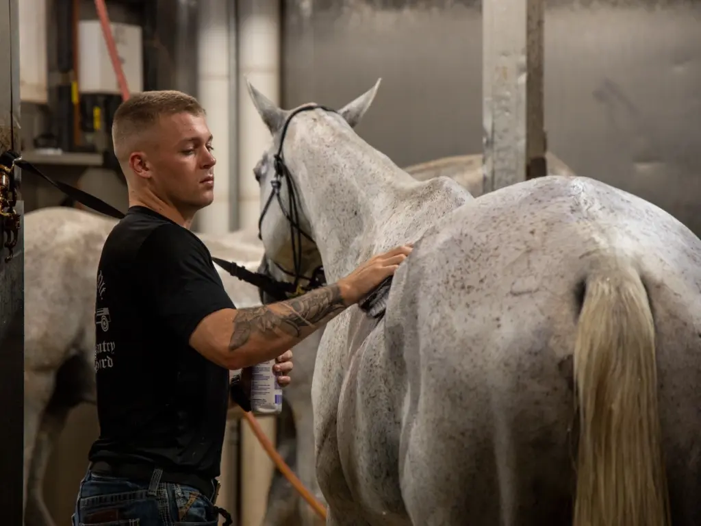 Man brushing a horse