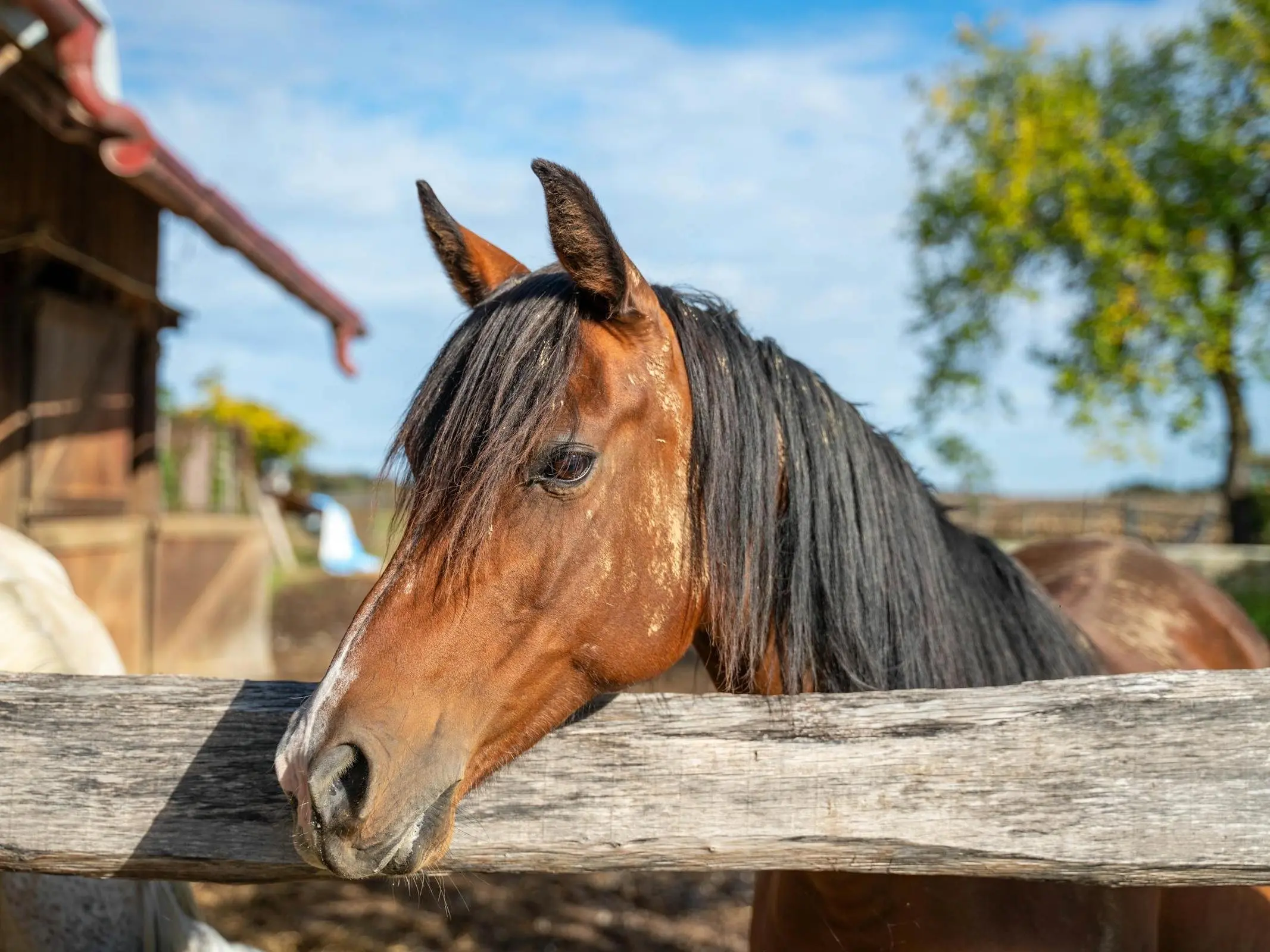 Horses at a stable