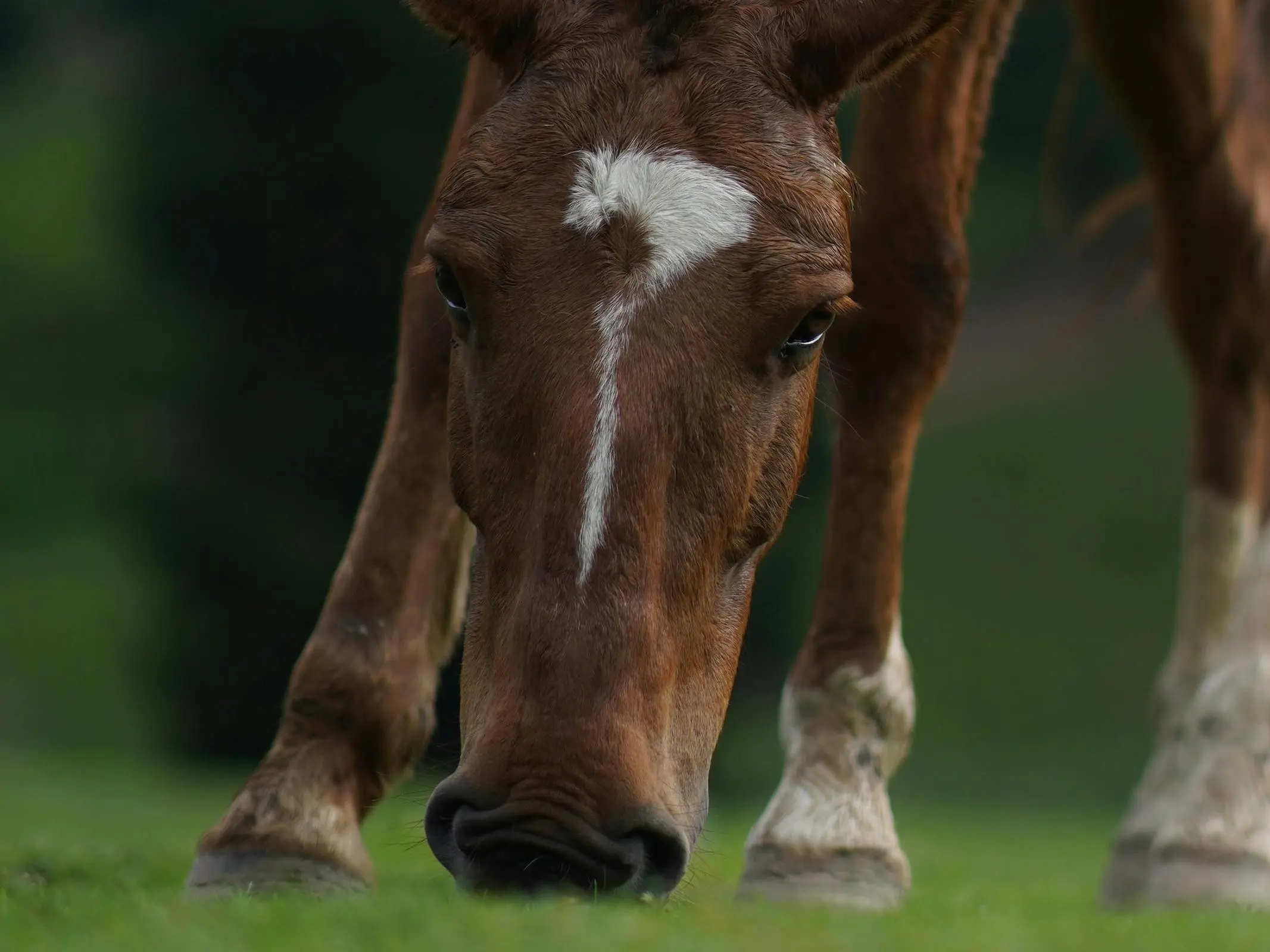 Horse with horse shaped marking