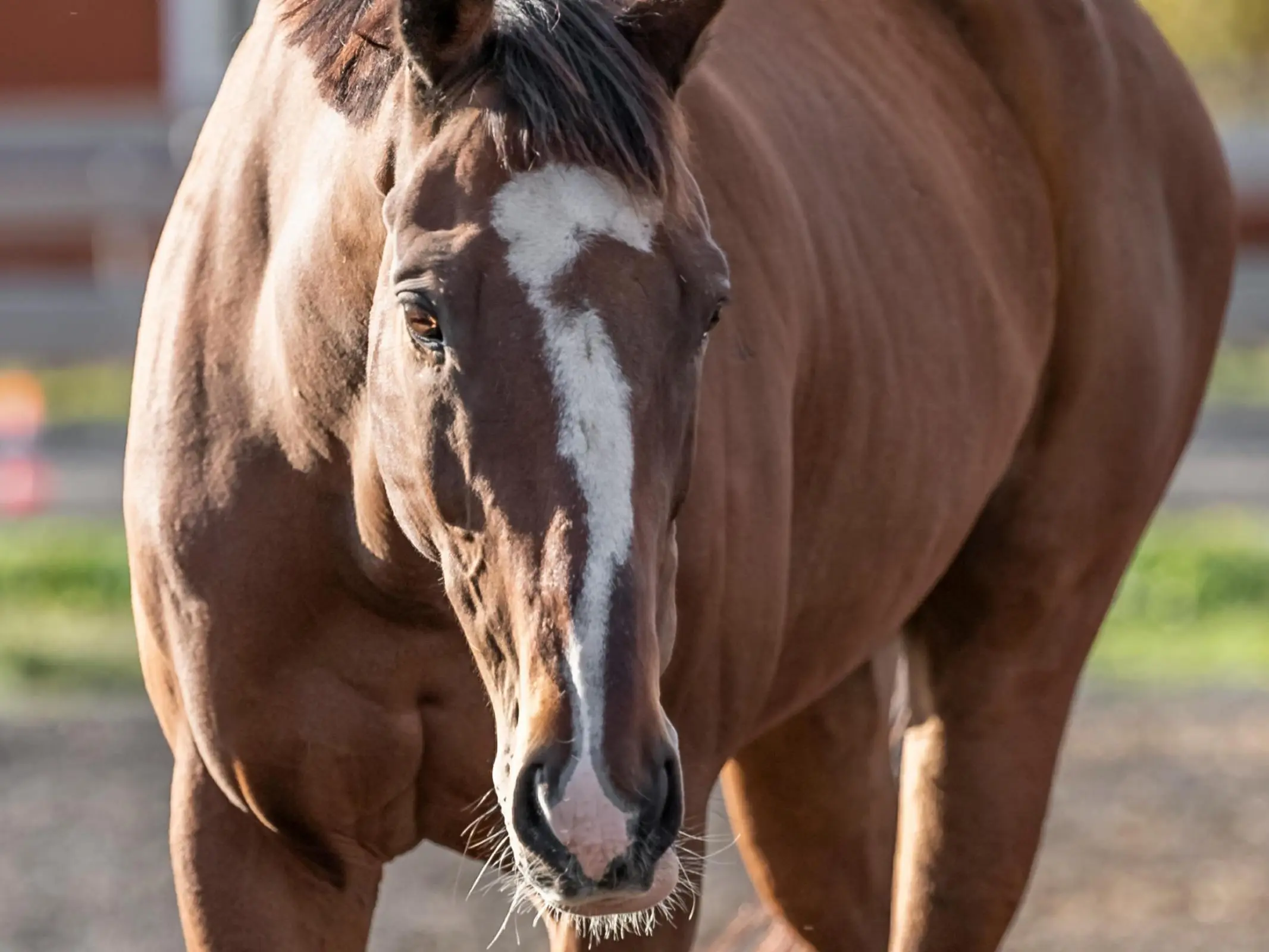 Horse with horse shaped marking