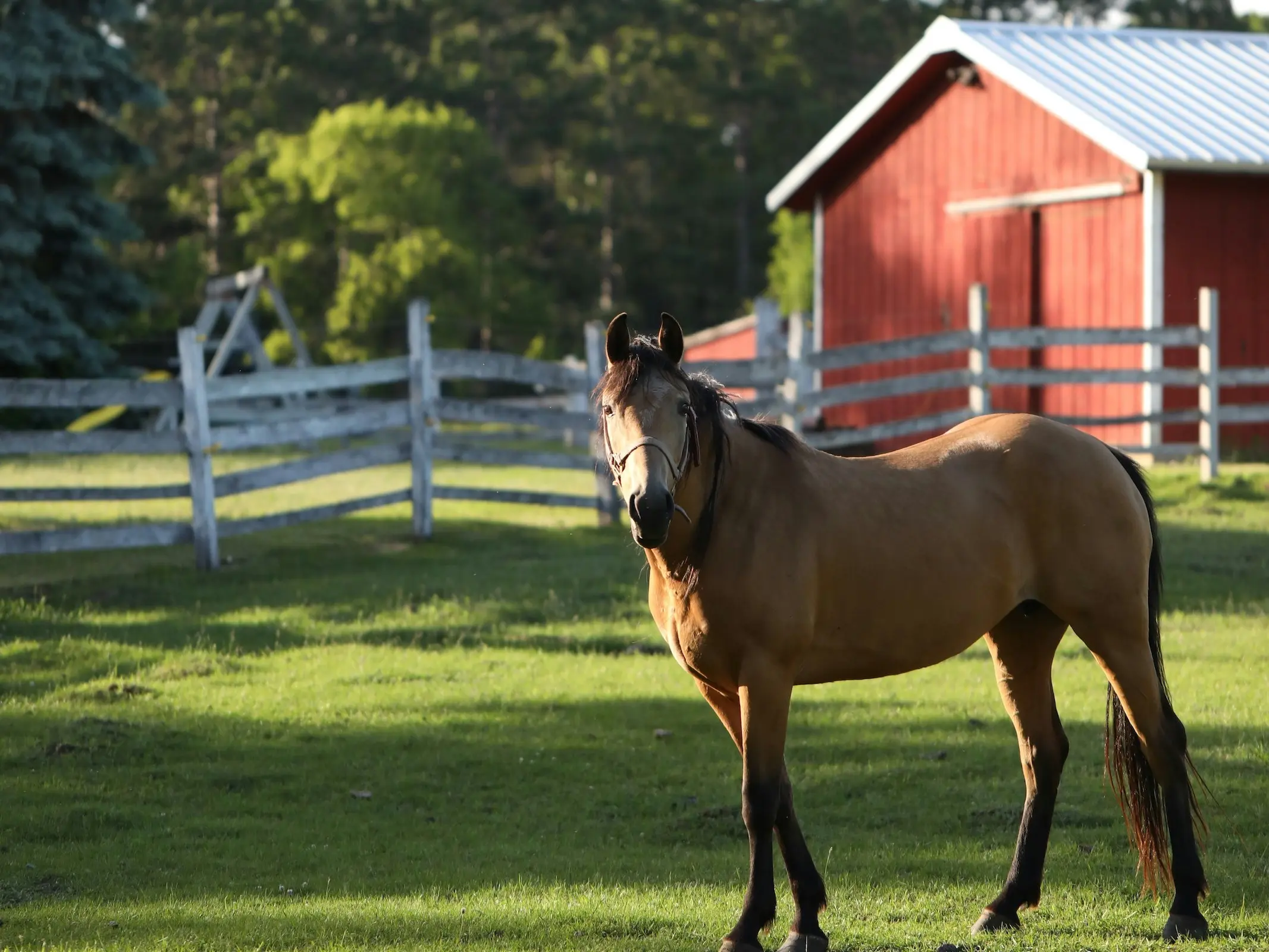 Stables