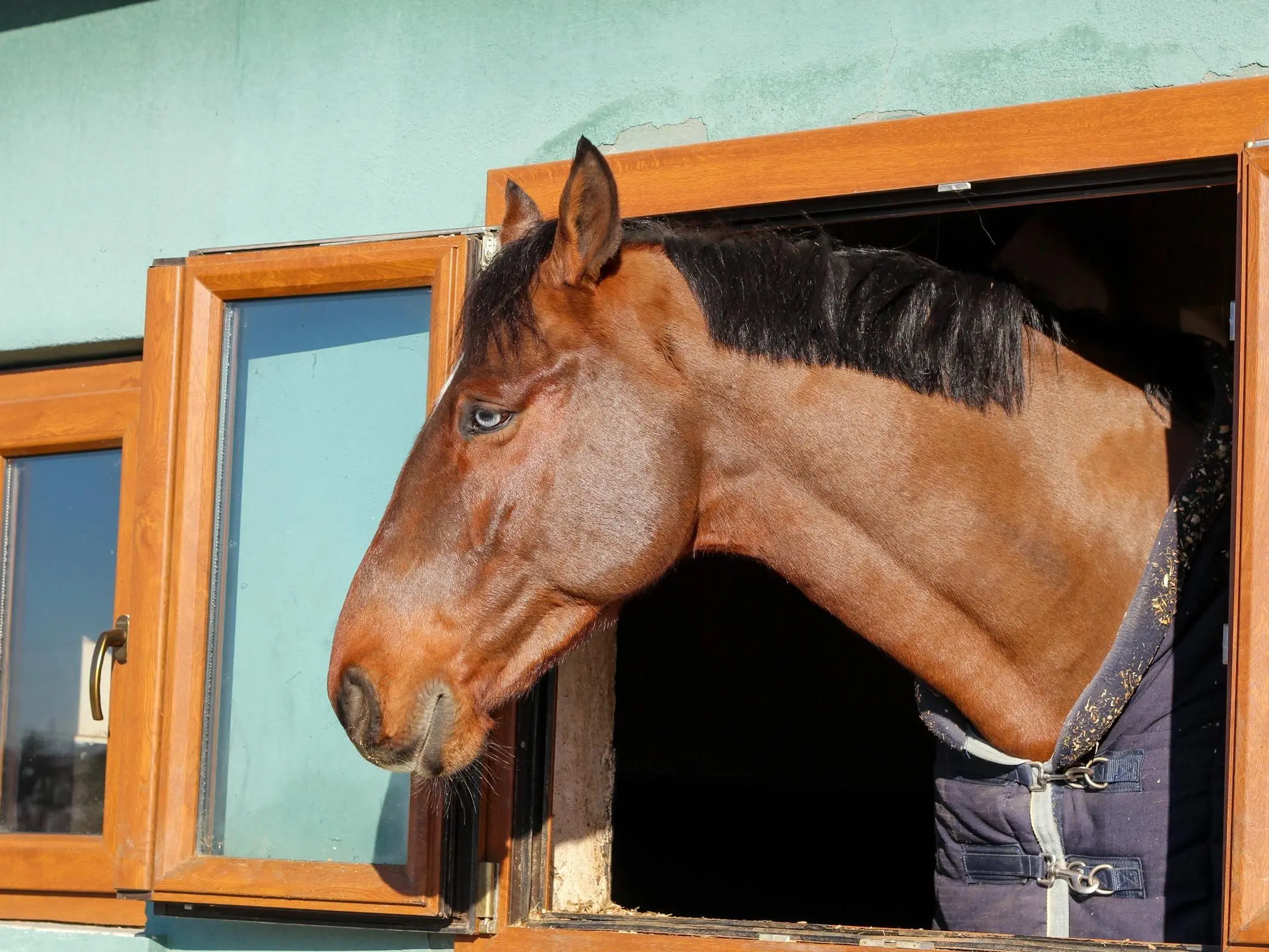 Horse Stall