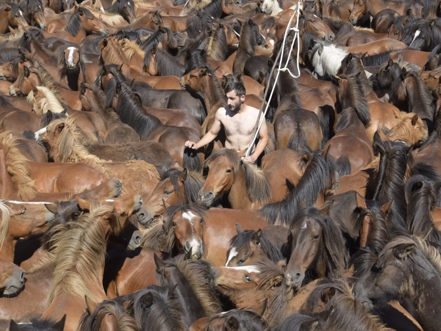 A man surrounded by horses 