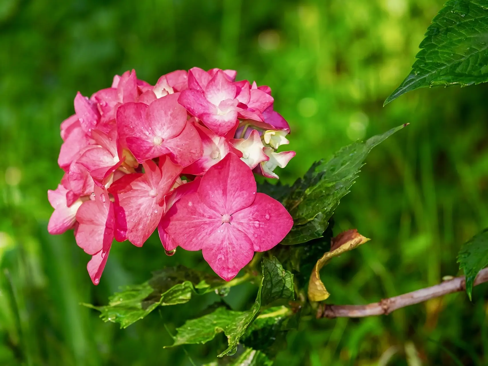 Hydrangea