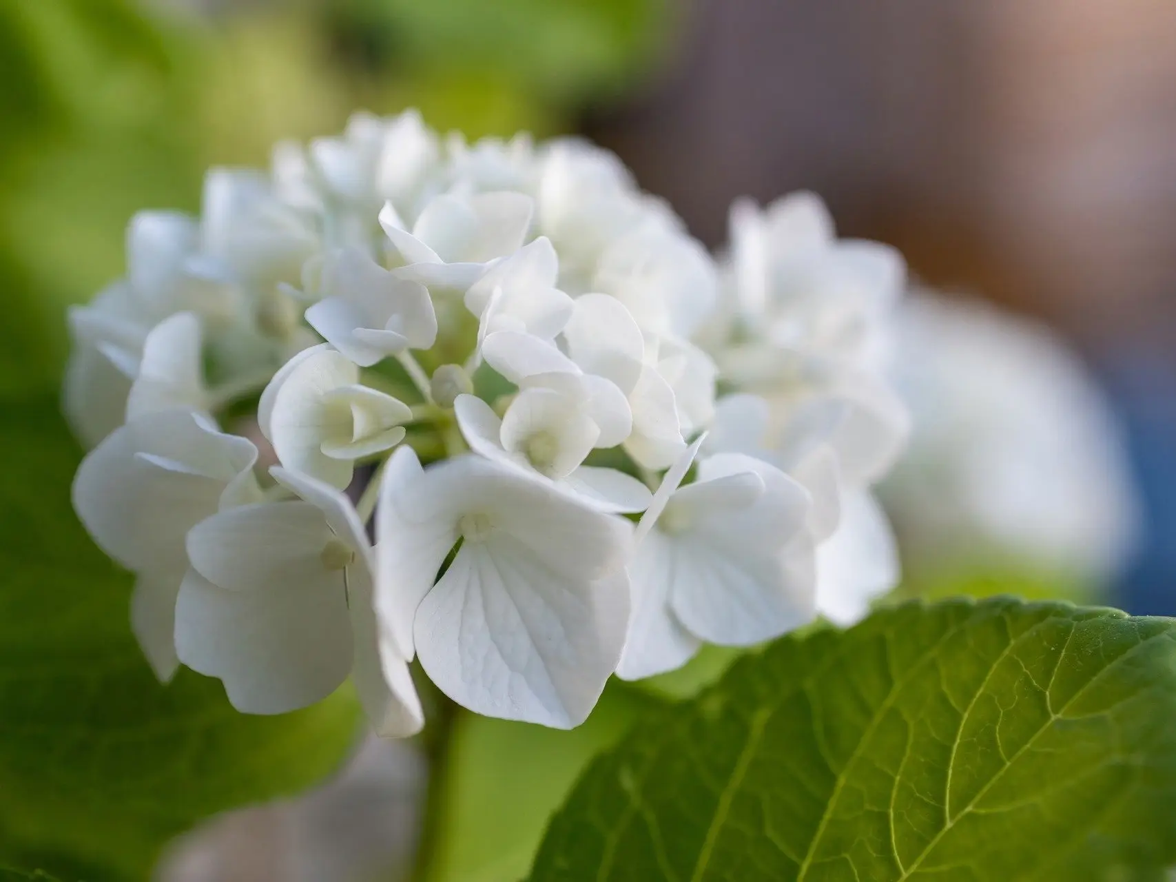 Hydrangea