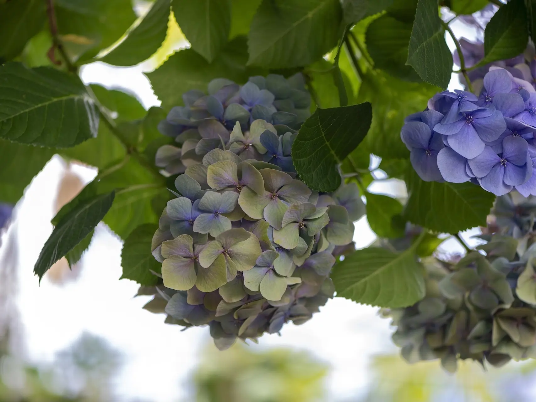 Hydrangea