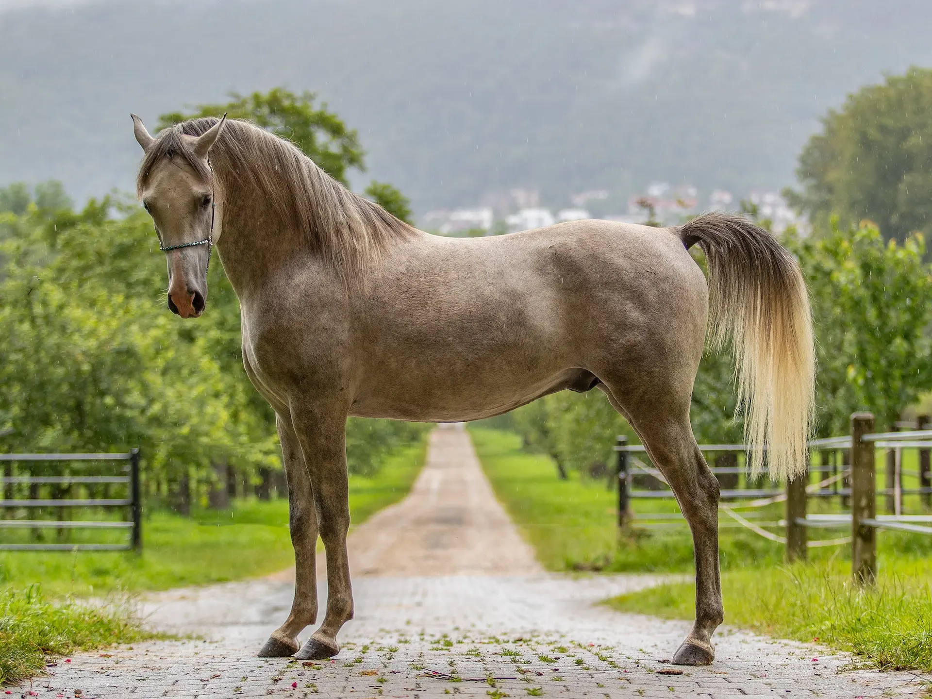 Arabian horse