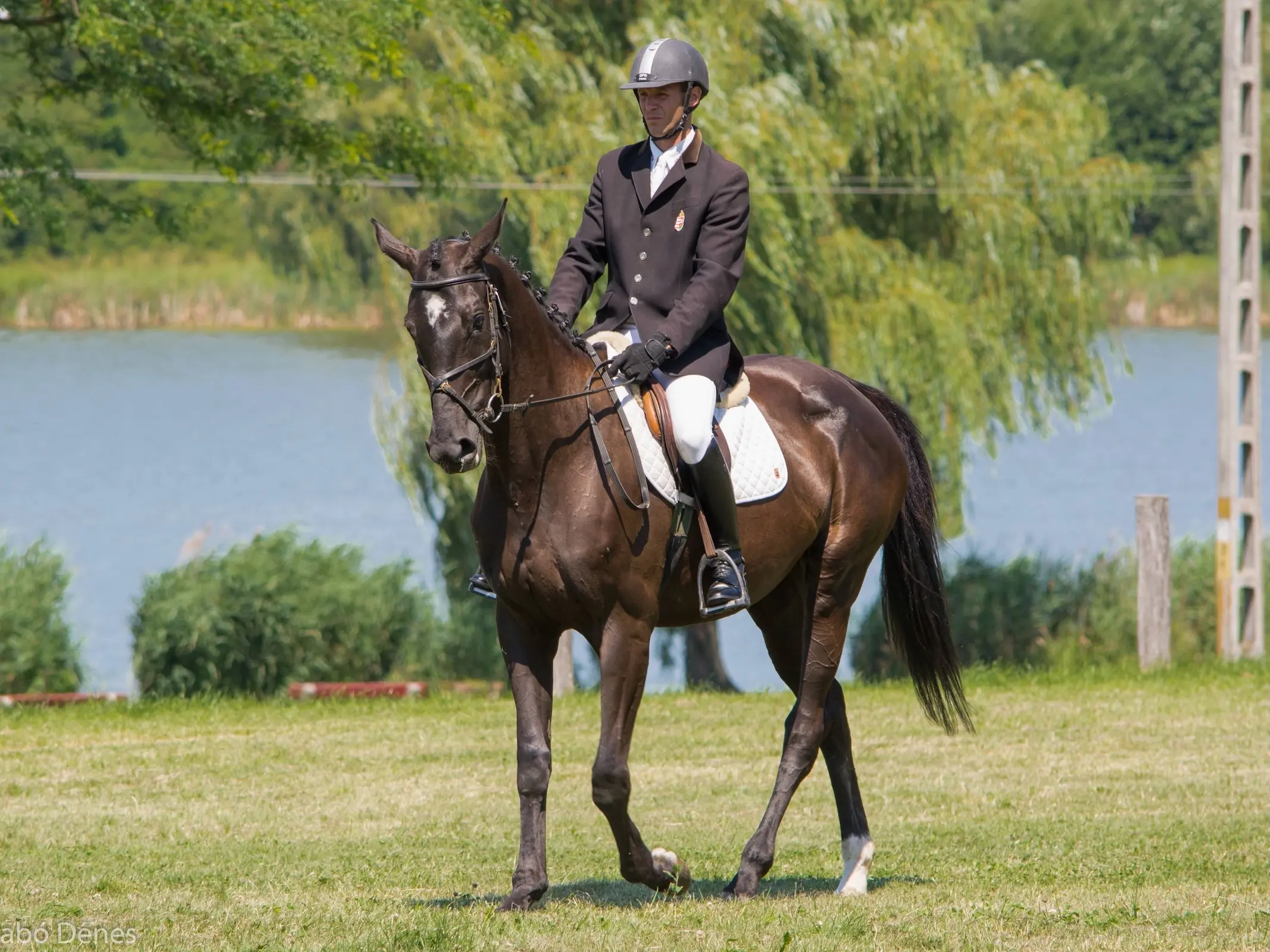 Horse jumping a fence
