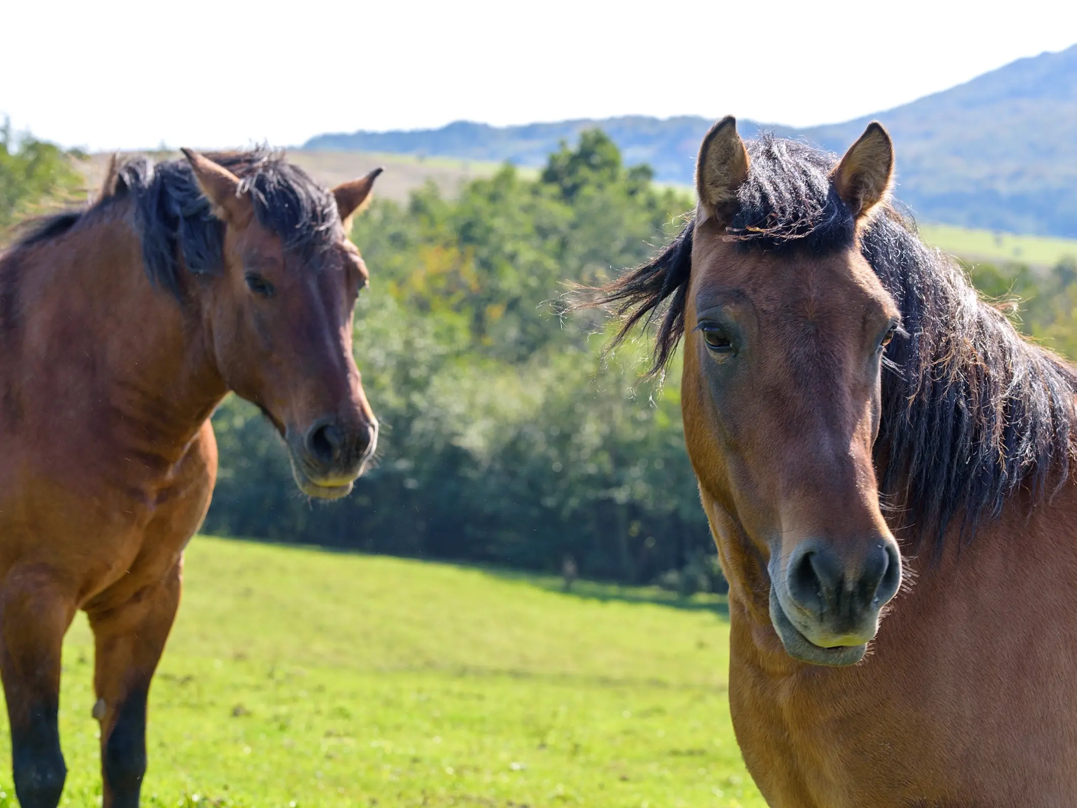 Carpathian Pony