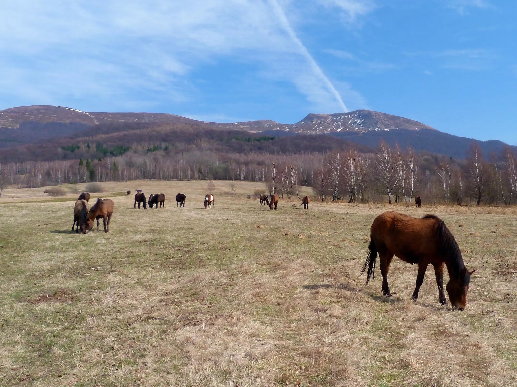 Carpathian Pony