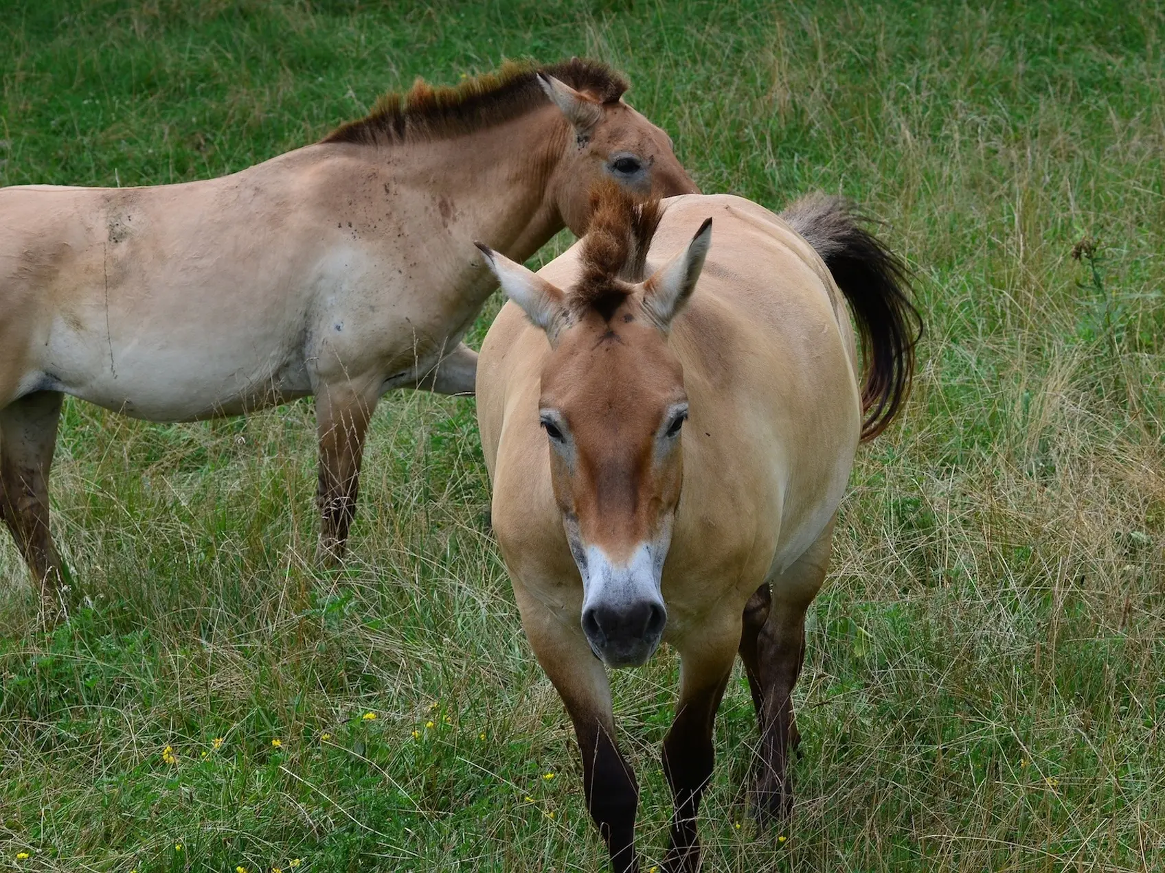 Hungarian Dun Horse 