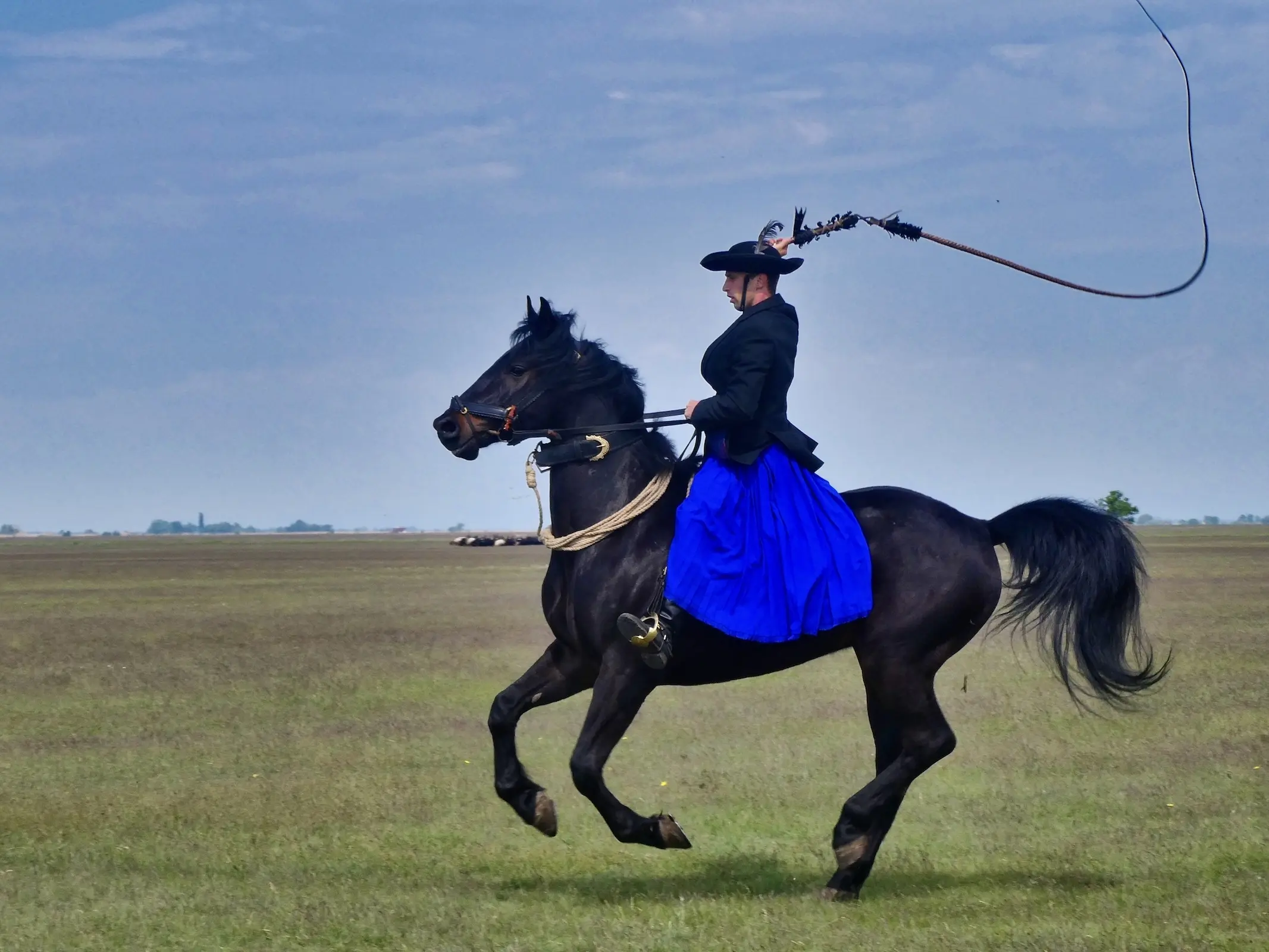 Black Hungarian Horse