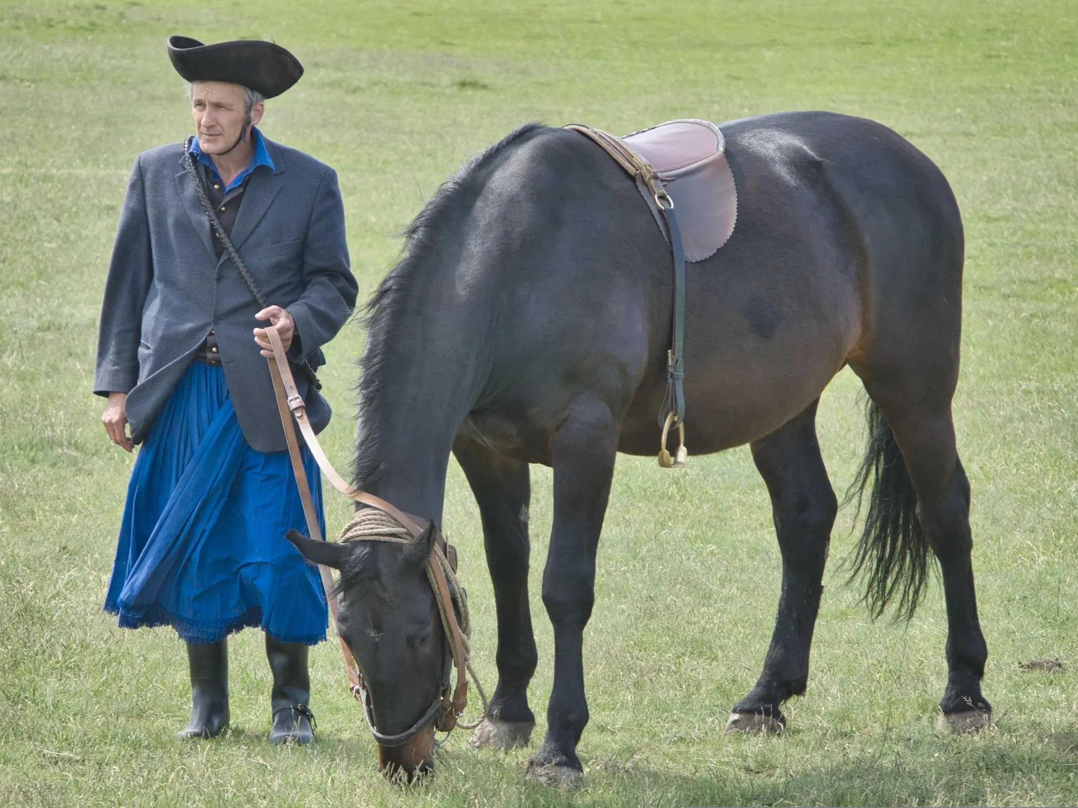 Hungarian Horse