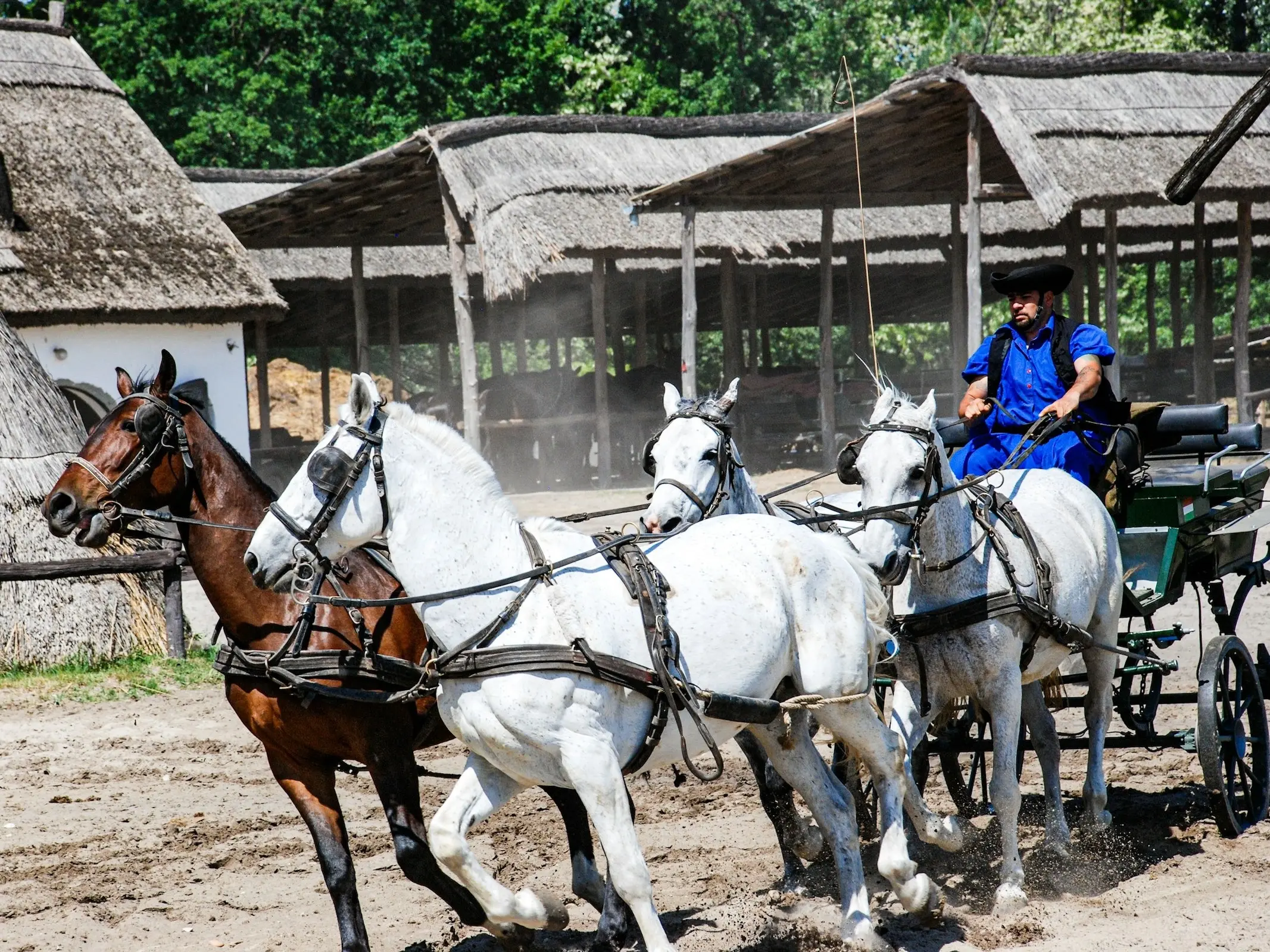 Hungarian Horse