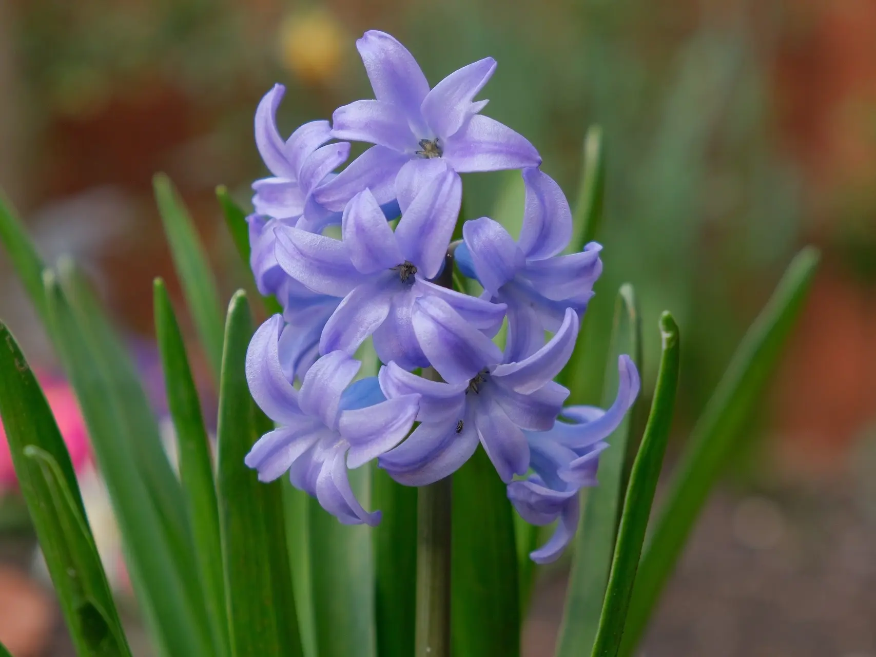 Hyacinth