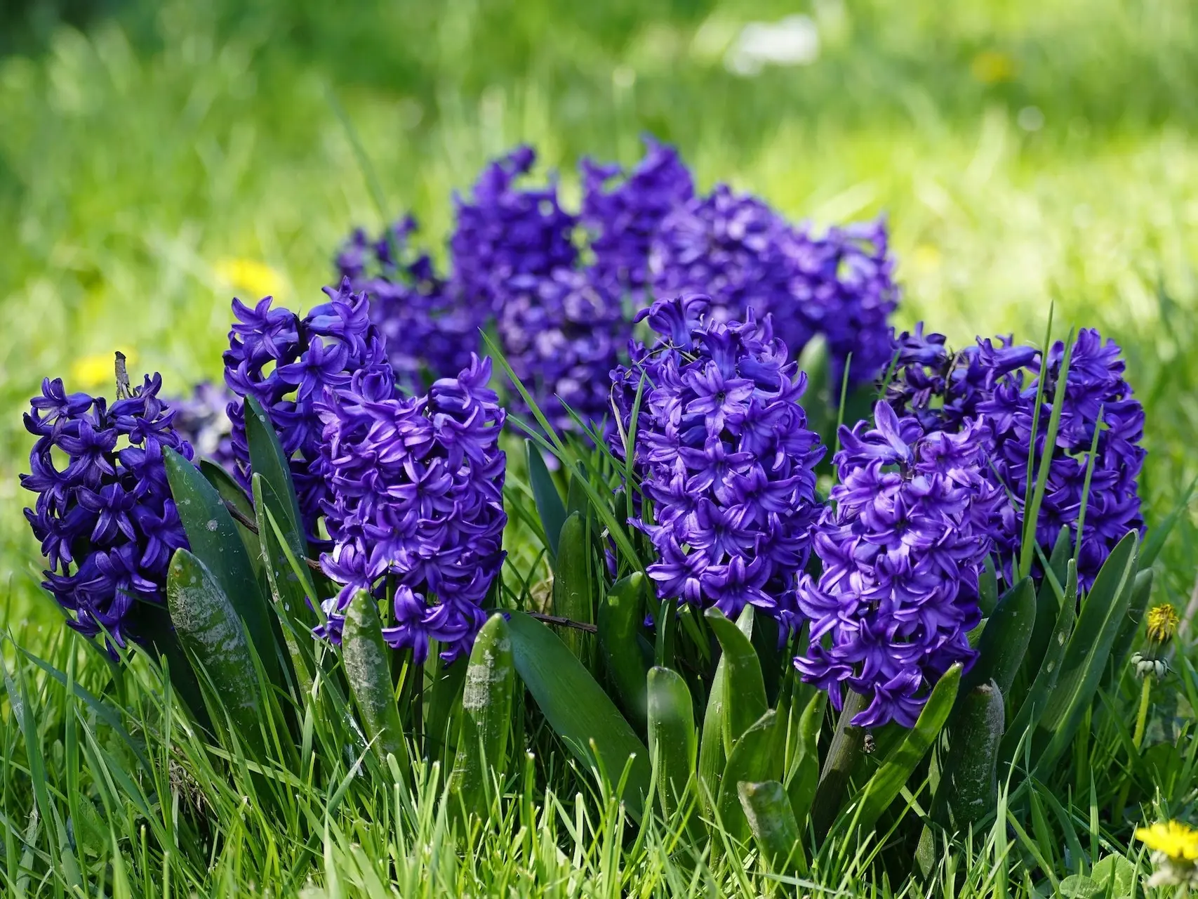 Hyacinth