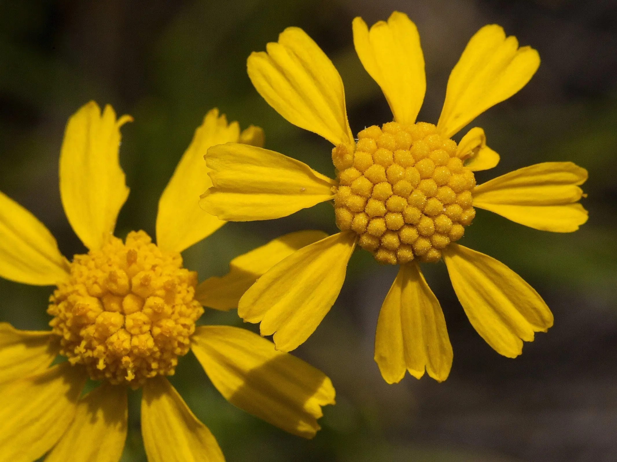 Bitterweed