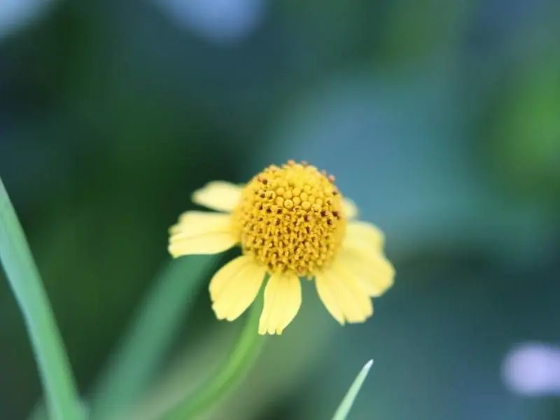 Bitterweed